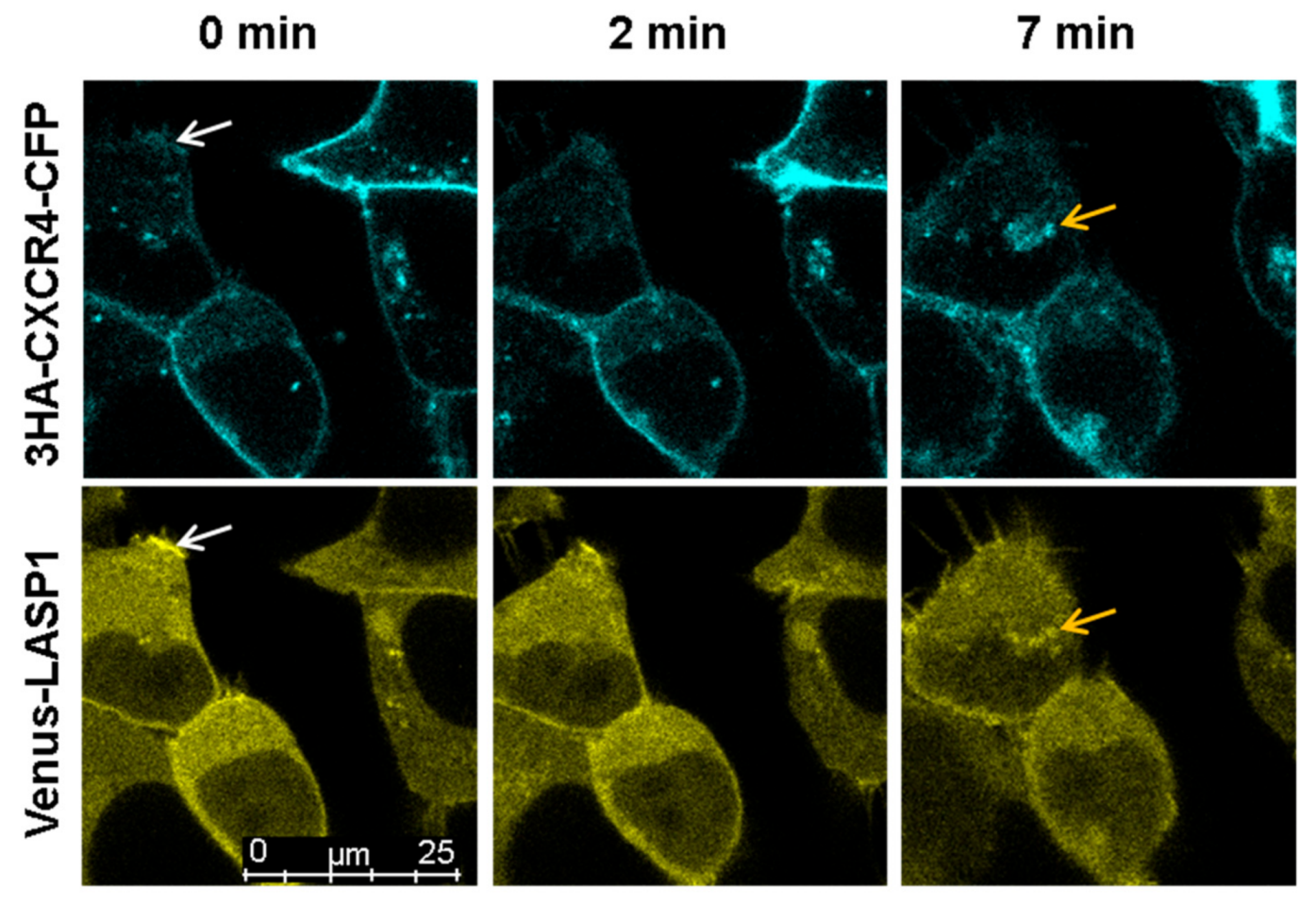 Cells 09 00444 g007 Cells 09 00444 g007