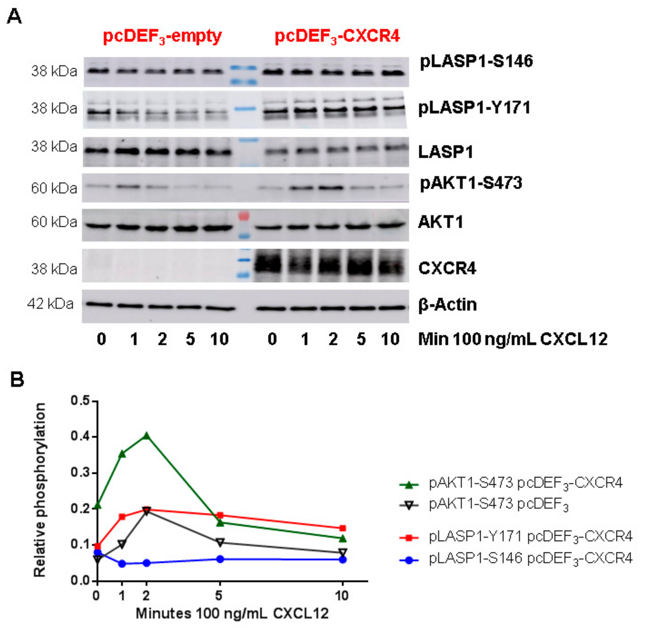 Cells 09 00444 g008 Cells 09 00444 g008