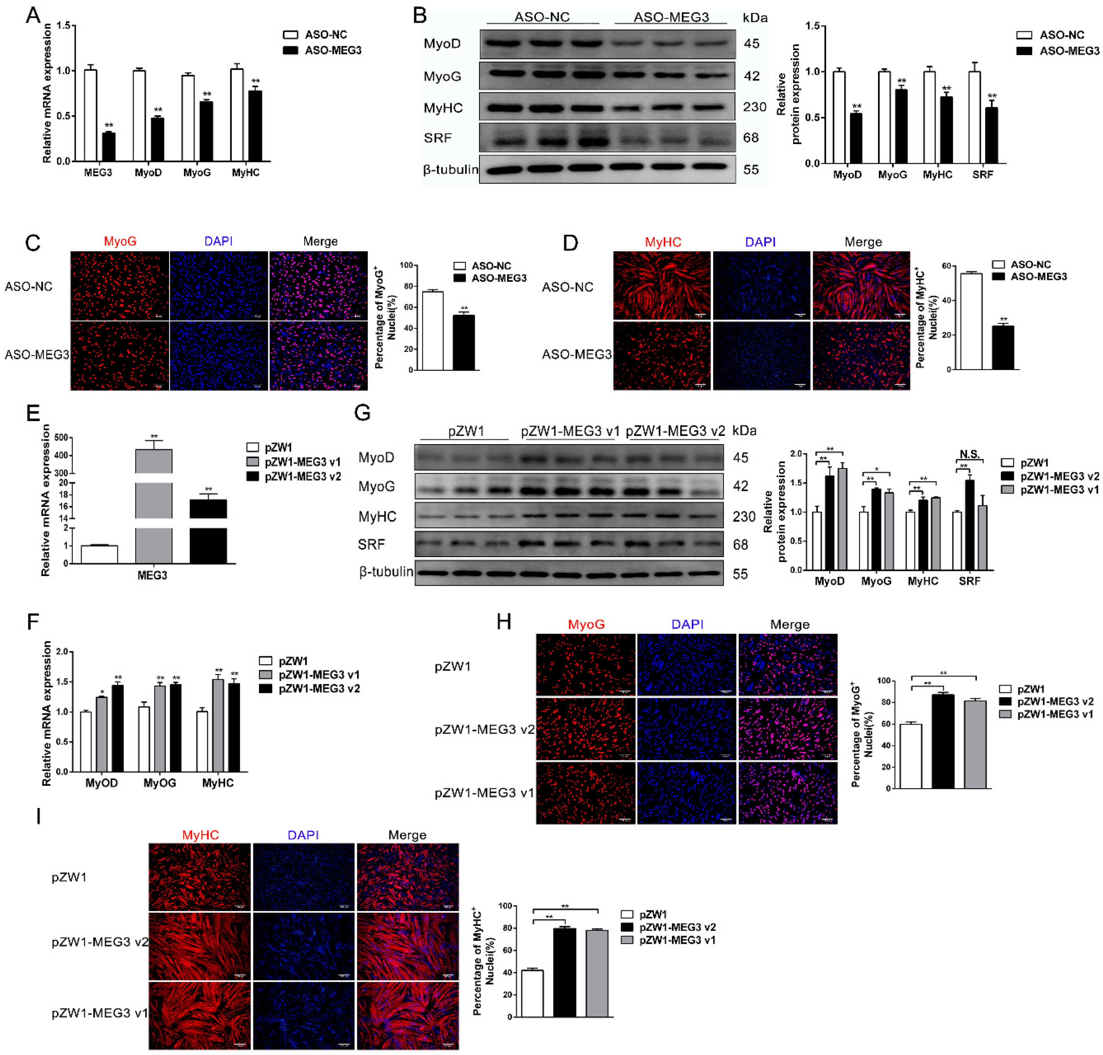 Cells 09 00449 g003 Cells 09 00449 g003