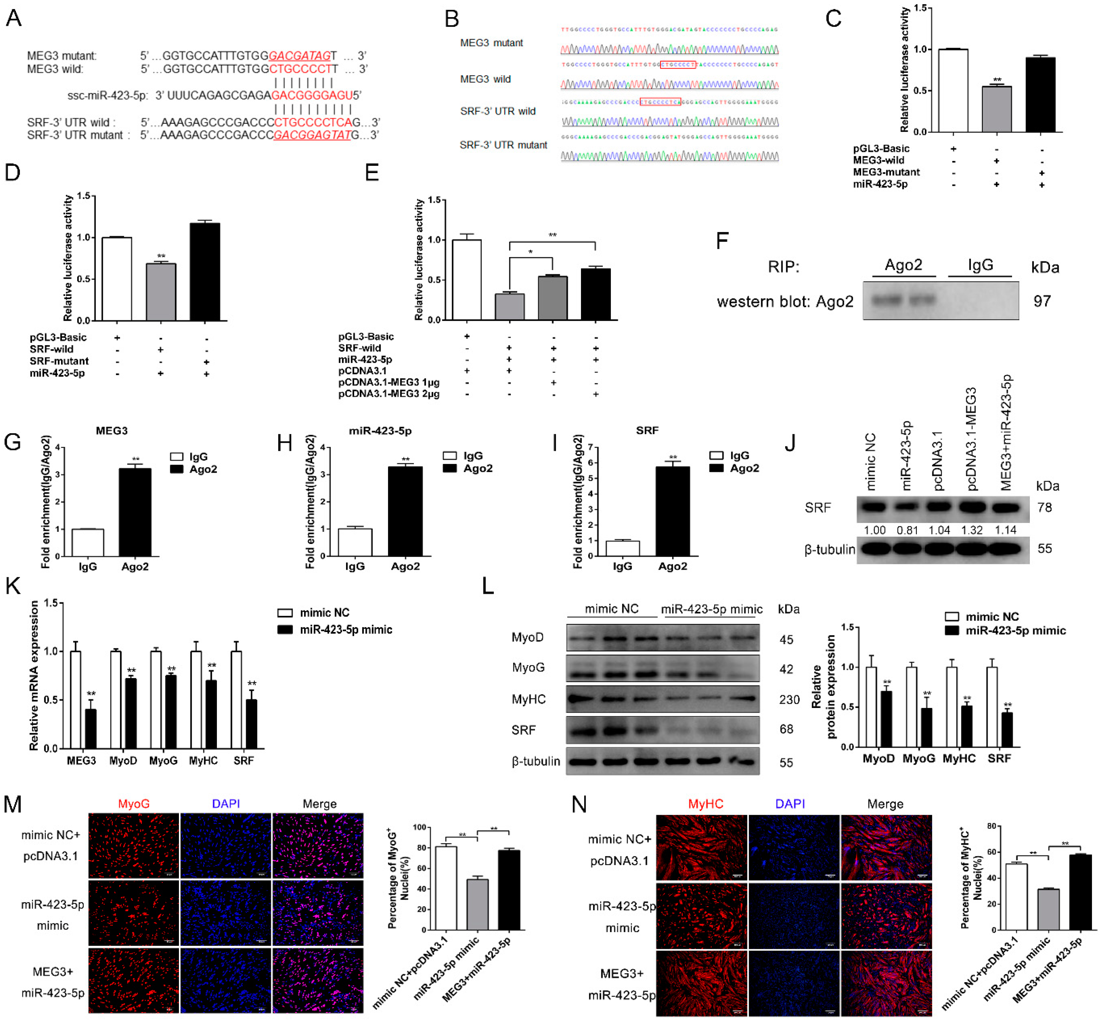 Cells 09 00449 g005 Cells 09 00449 g005