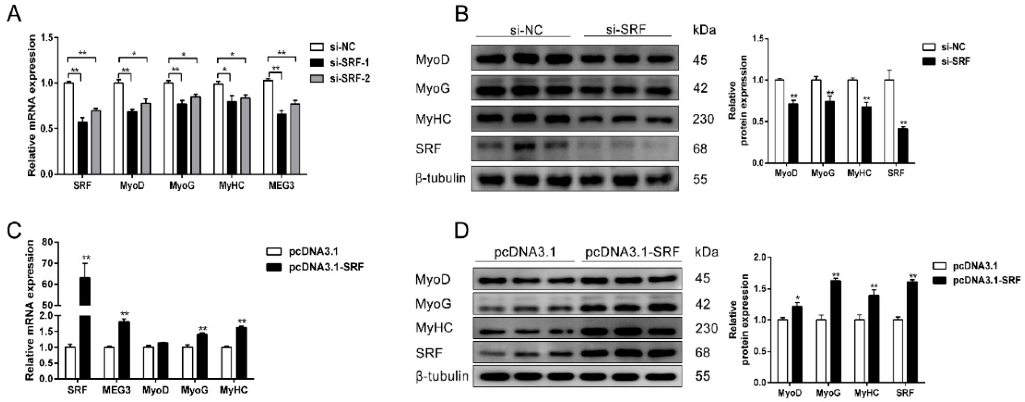 Cells 09 00449 g006 Cells 09 00449 g006