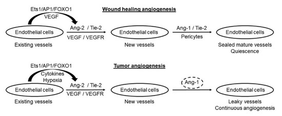 Role of Angiopoietins in Development of Cancer and Neoplasia