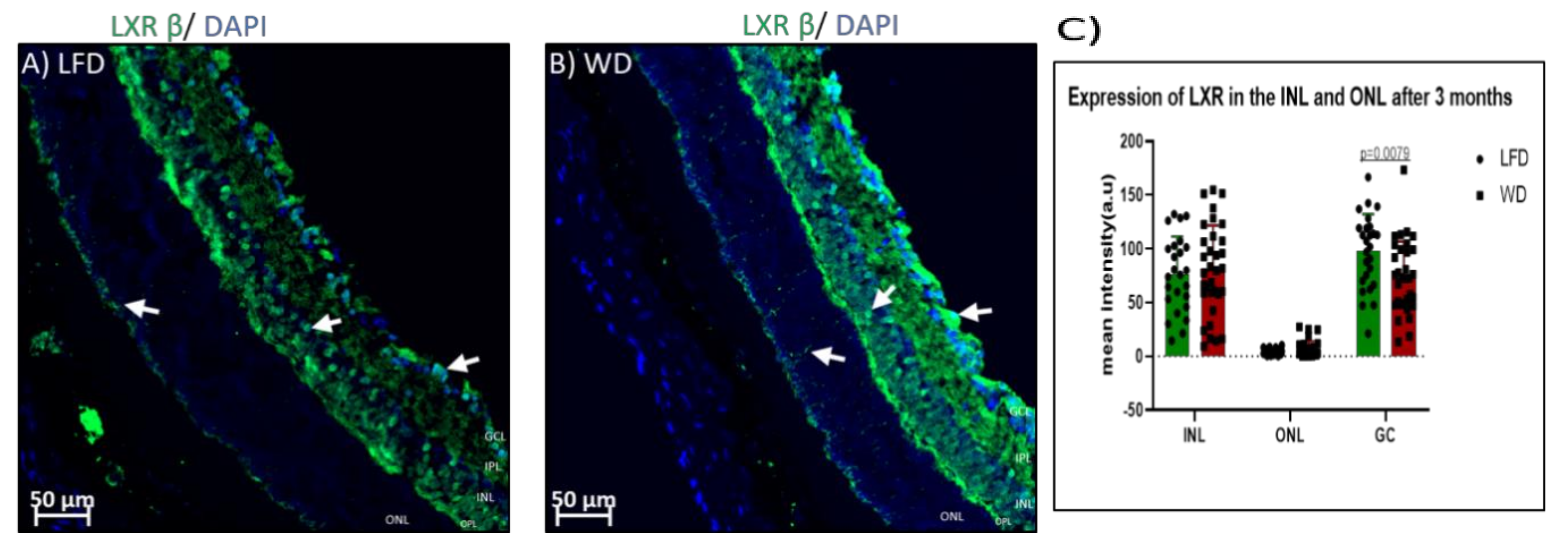 Cells 09 00464 g005a Cells 09 00464 g005a