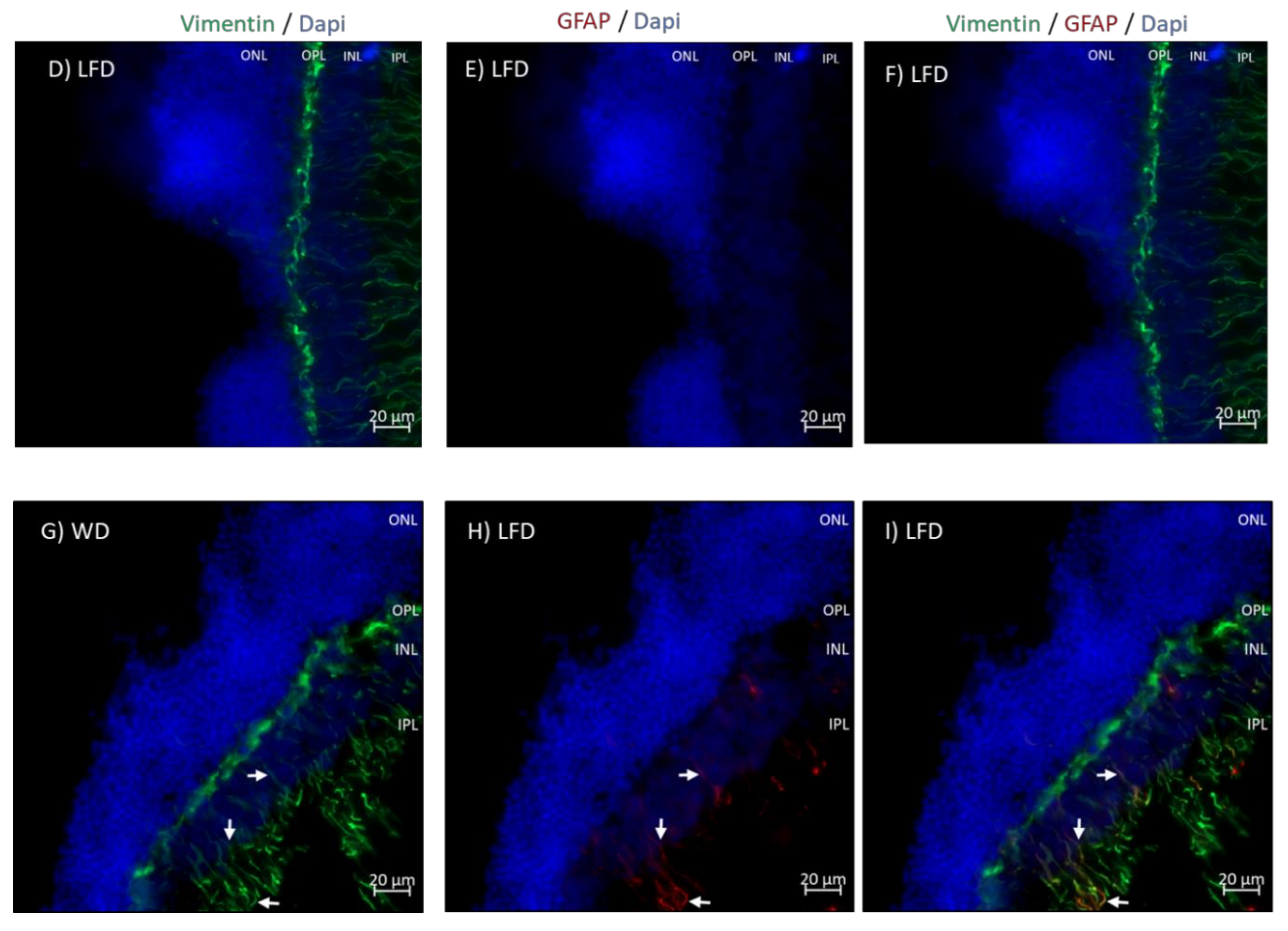 Cells 09 00464 g005b Cells 09 00464 g005b