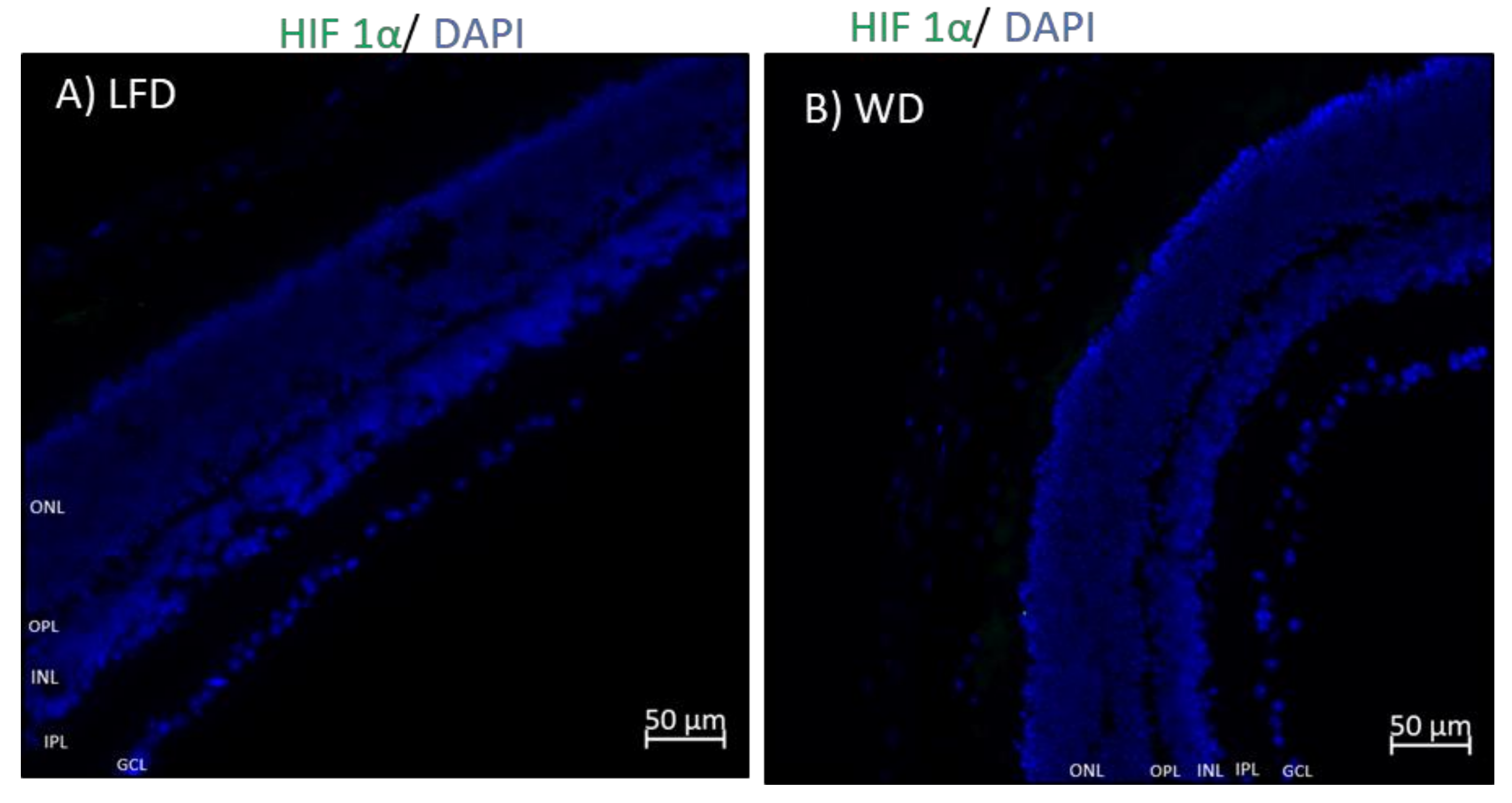 Cells 09 00464 g006a Cells 09 00464 g006a