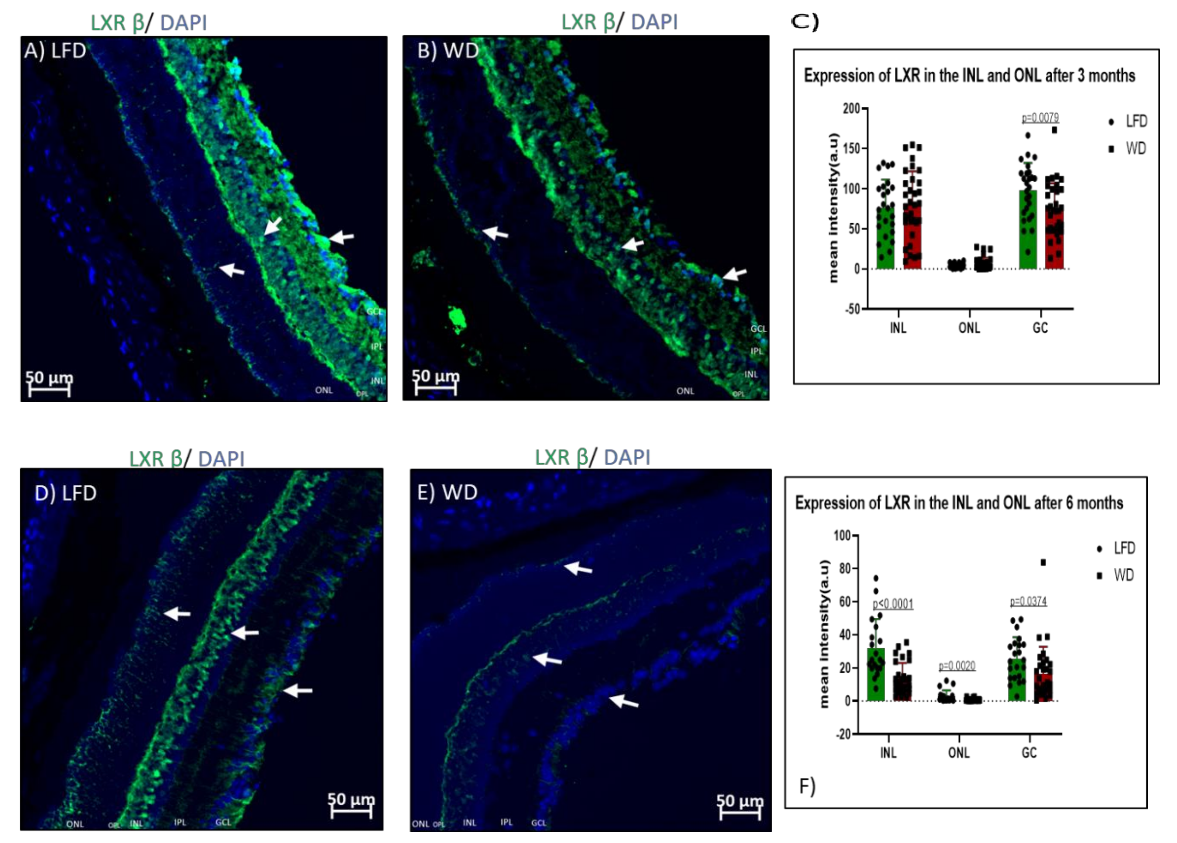 Cells 09 00464 g007 Cells 09 00464 g007