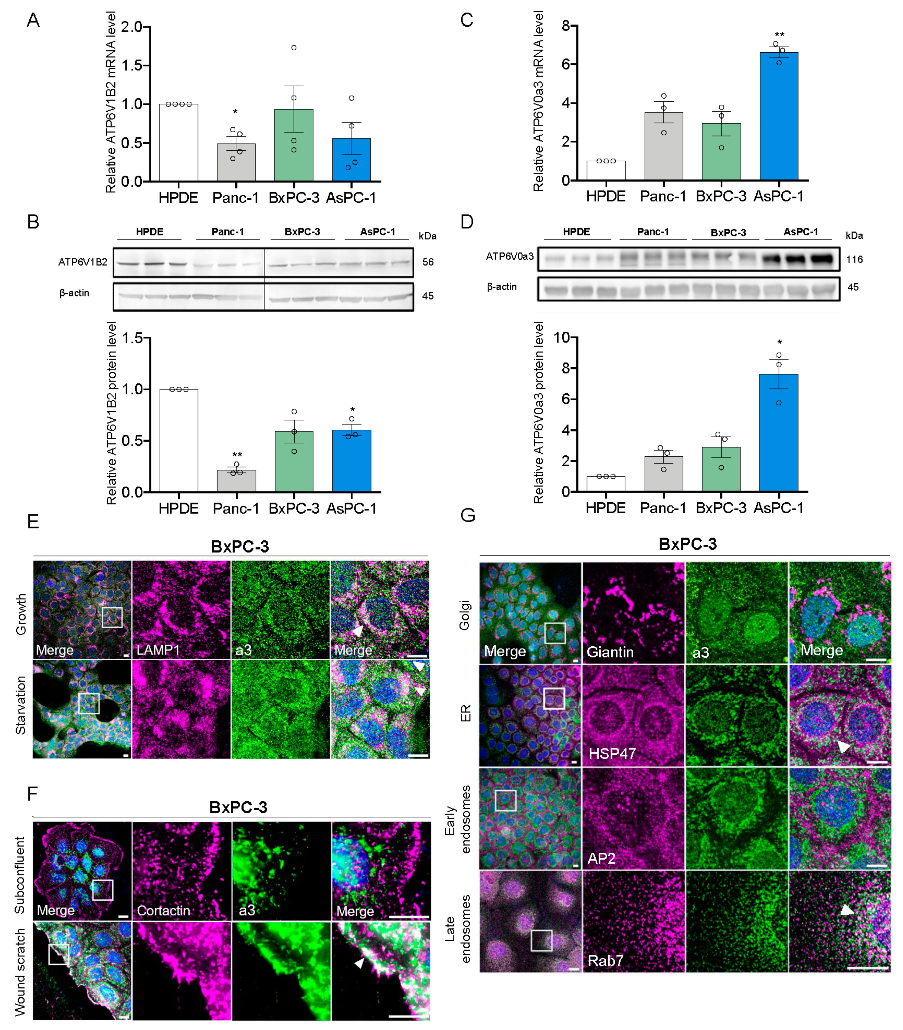 Cells 09 00465 g001 Cells 09 00465 g001