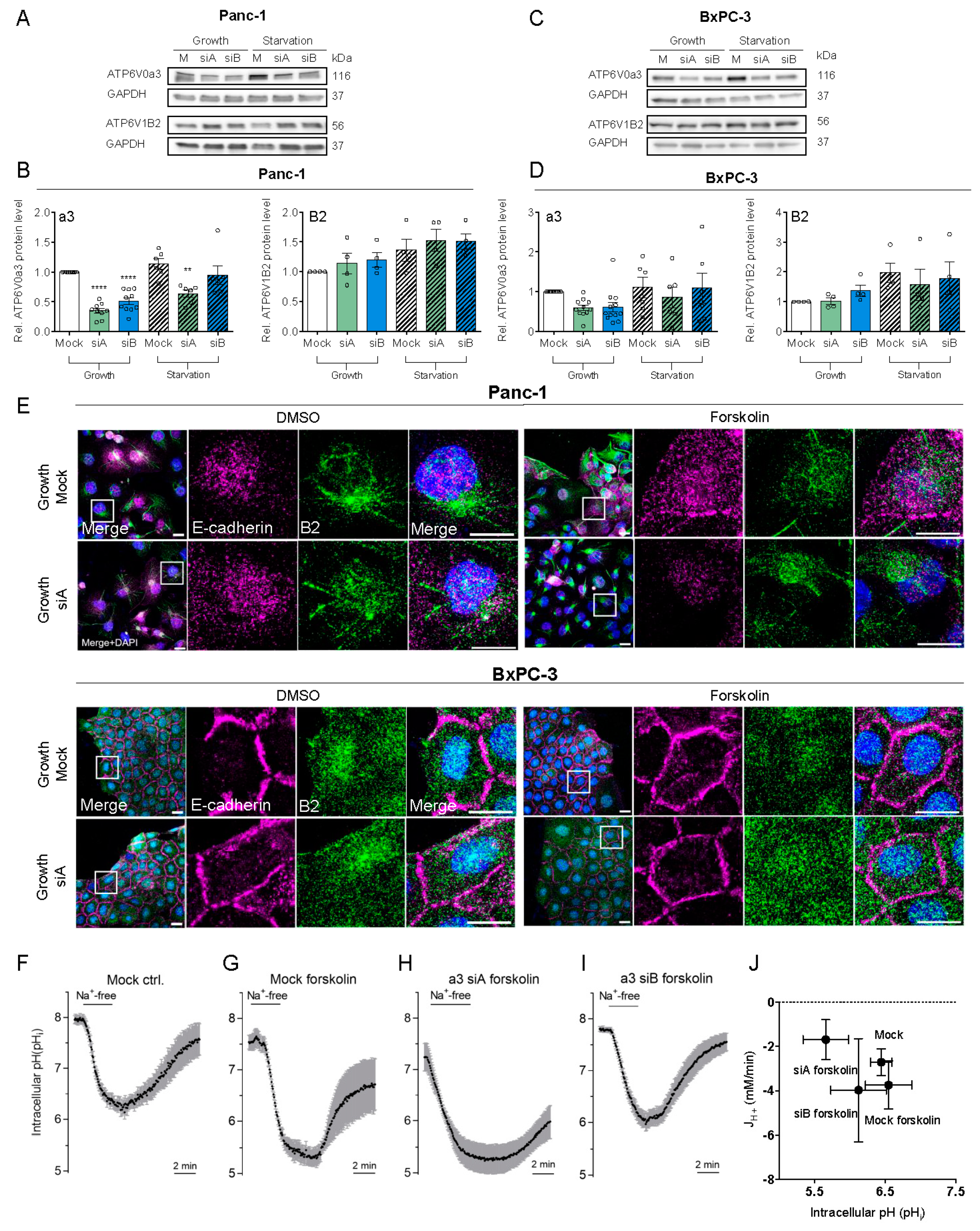 Cells 09 00465 g002 Cells 09 00465 g002