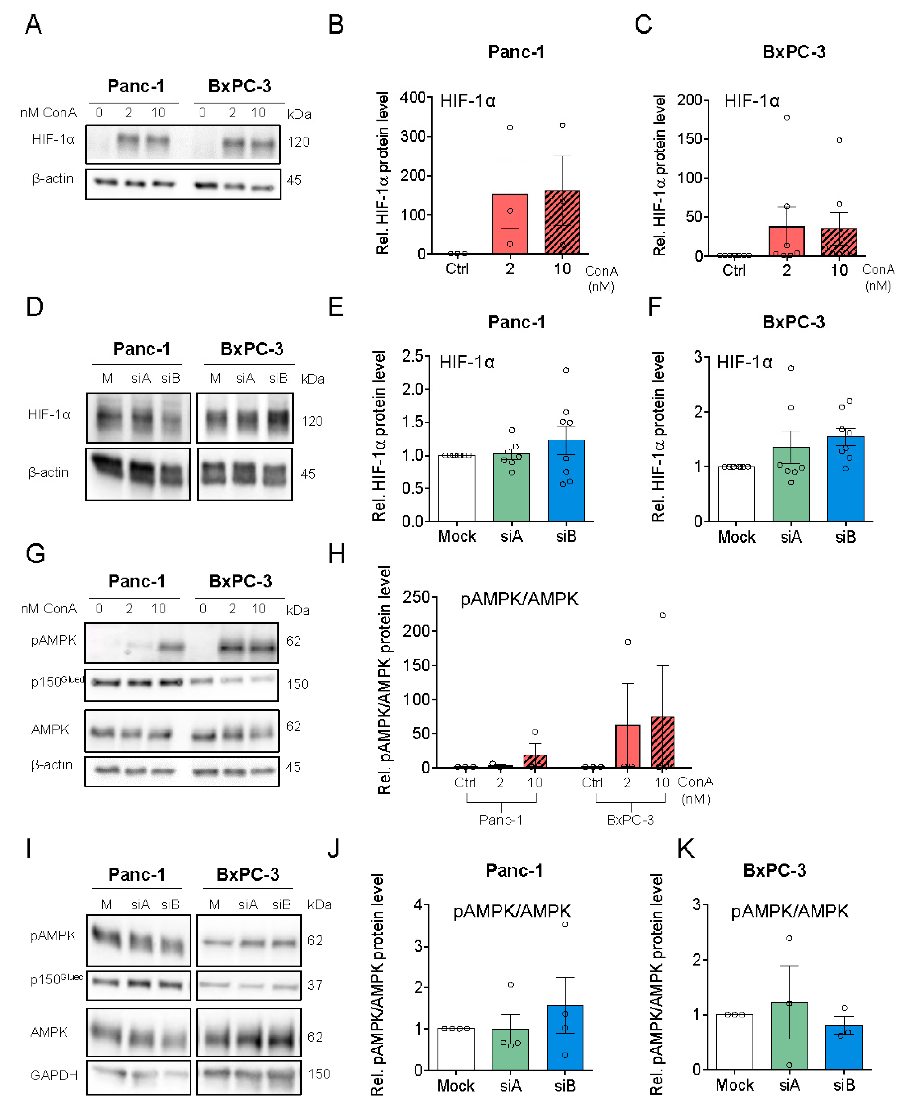 Cells 09 00465 g004 Cells 09 00465 g004