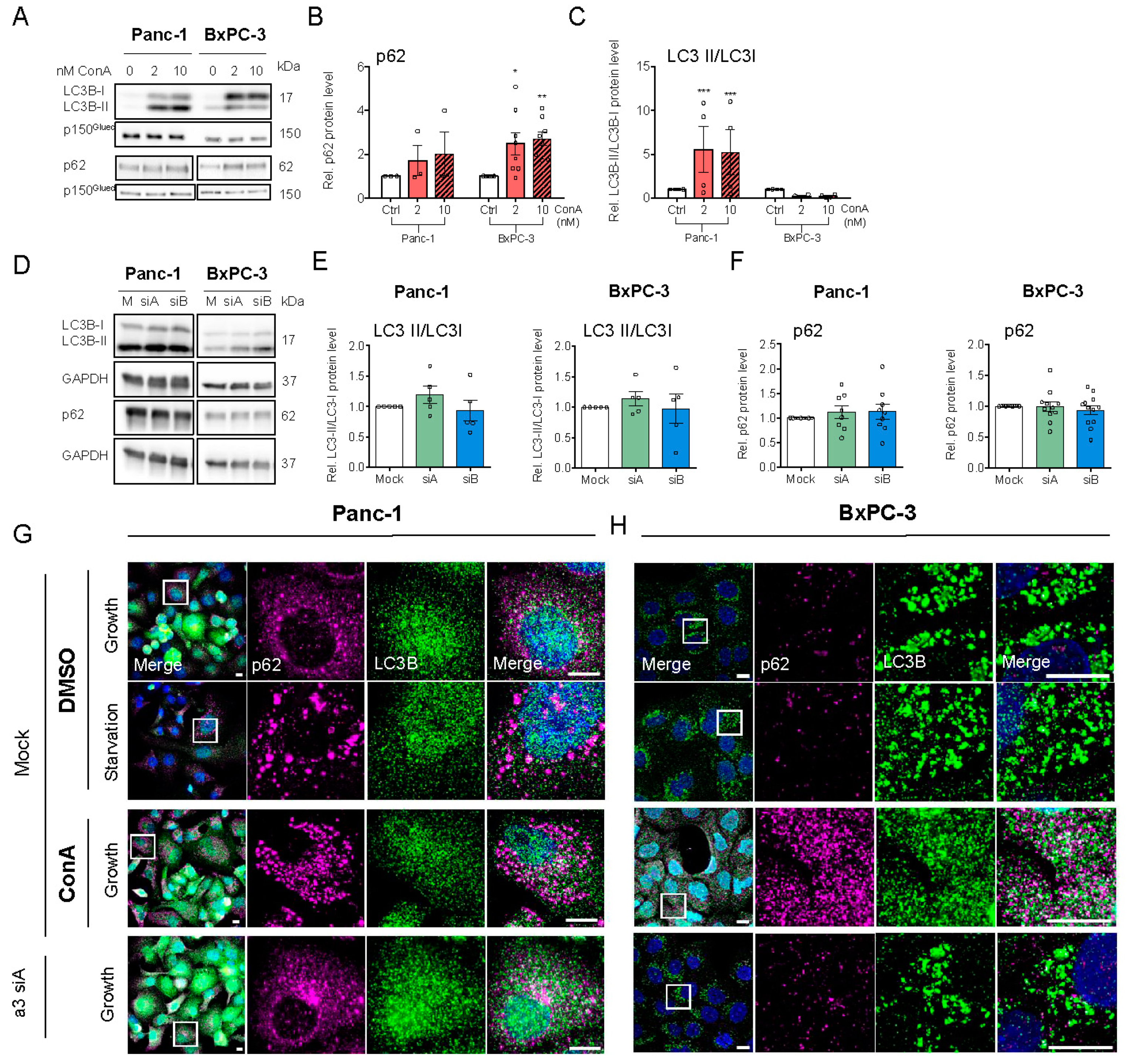 Cells 09 00465 g005 Cells 09 00465 g005