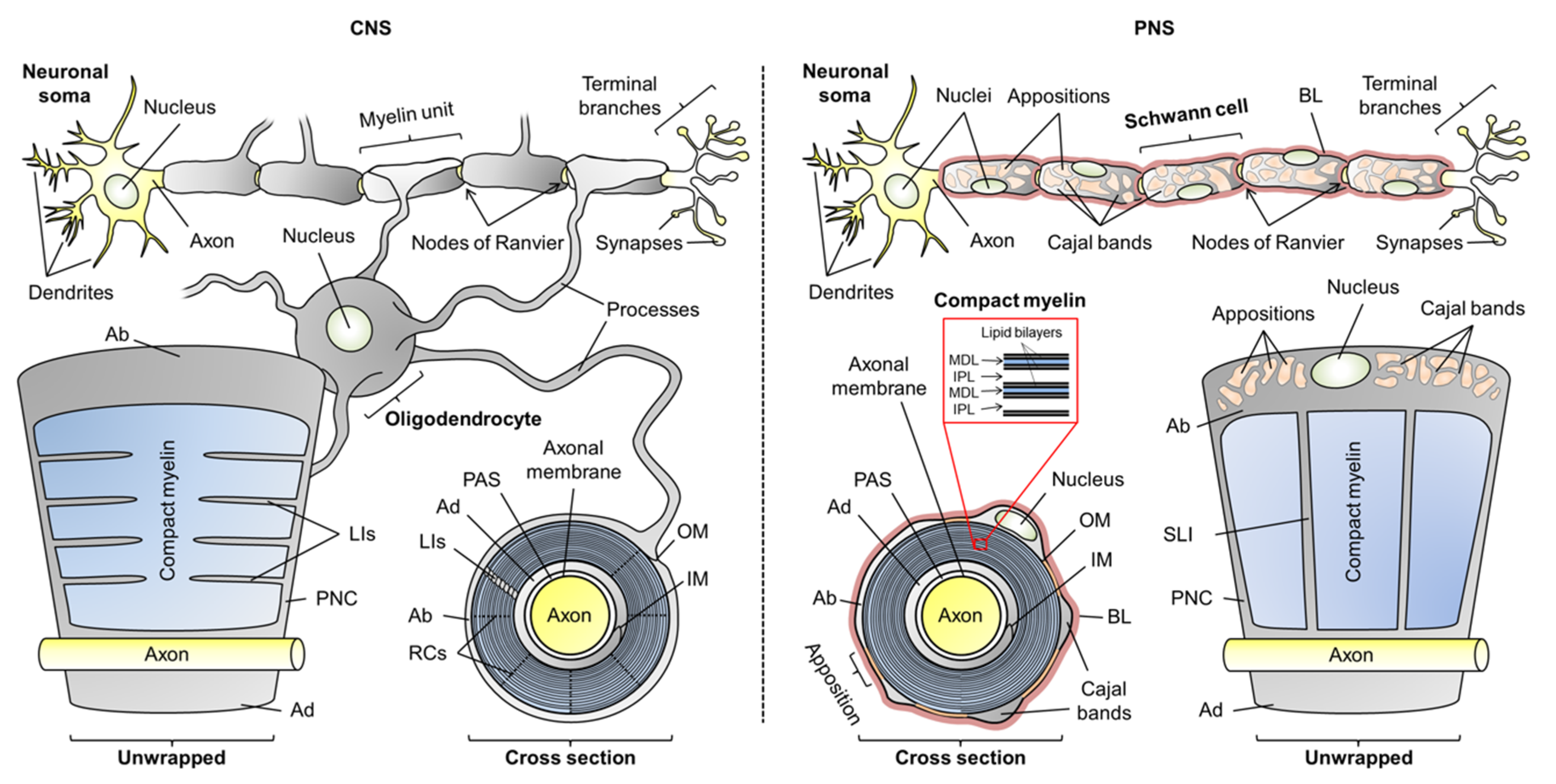 Cells Free Full-Text Flexible Players within the Sheaths The Intrinsically Disordered Proteins of Myelin in Health and Disease