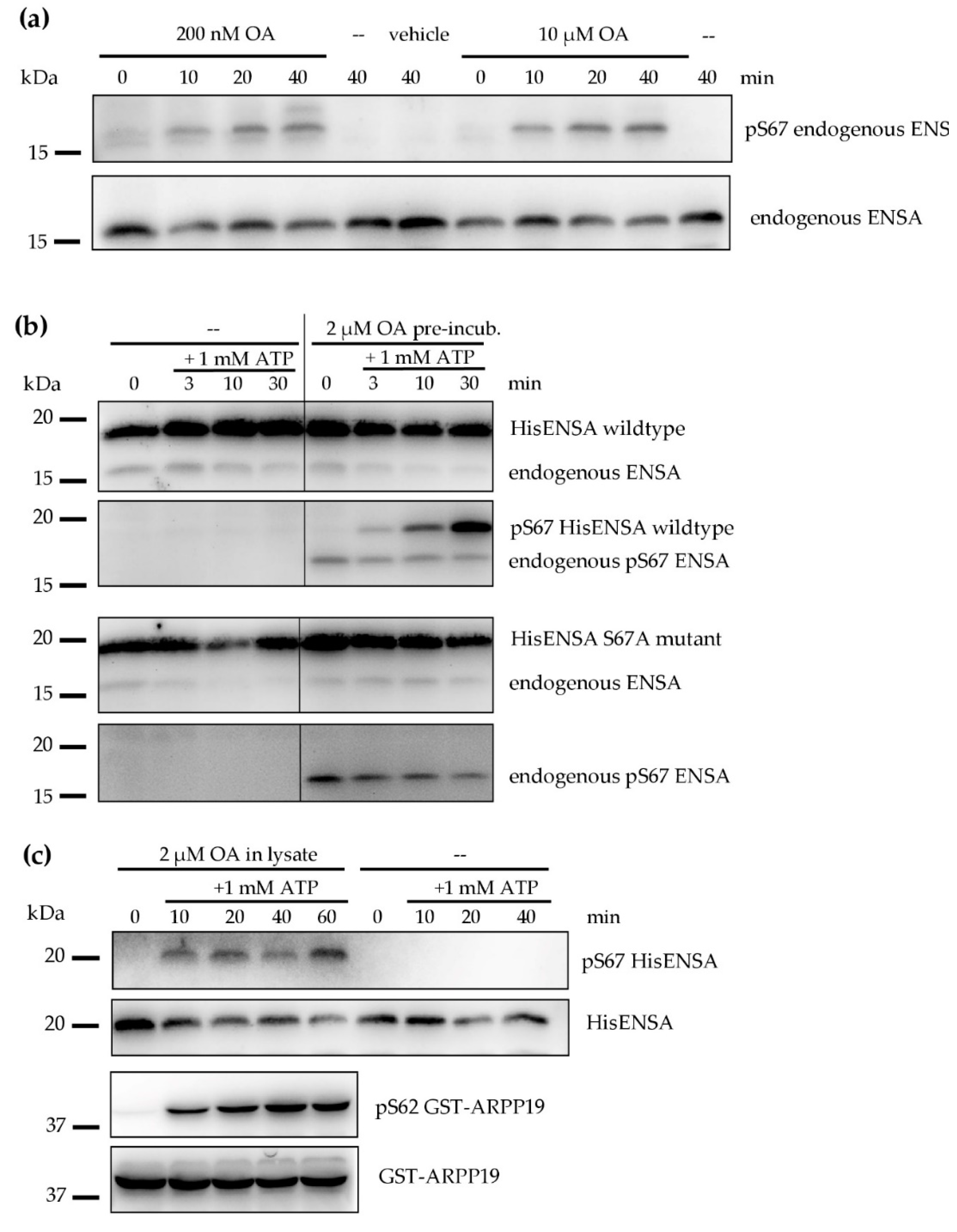 Cells 09 00472 g003 Cells 09 00472 g003