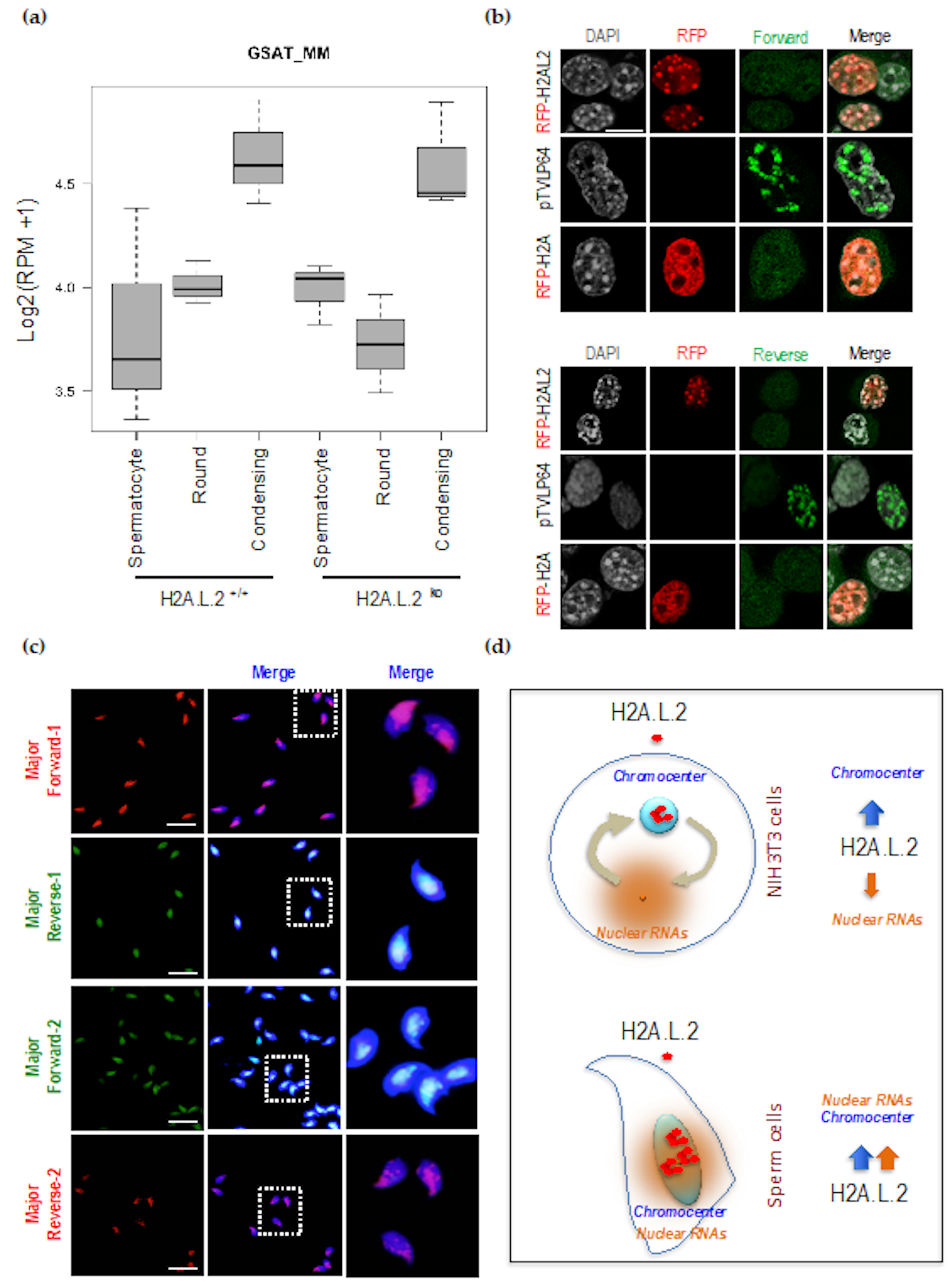Cells 09 00474 g003 Cells 09 00474 g003