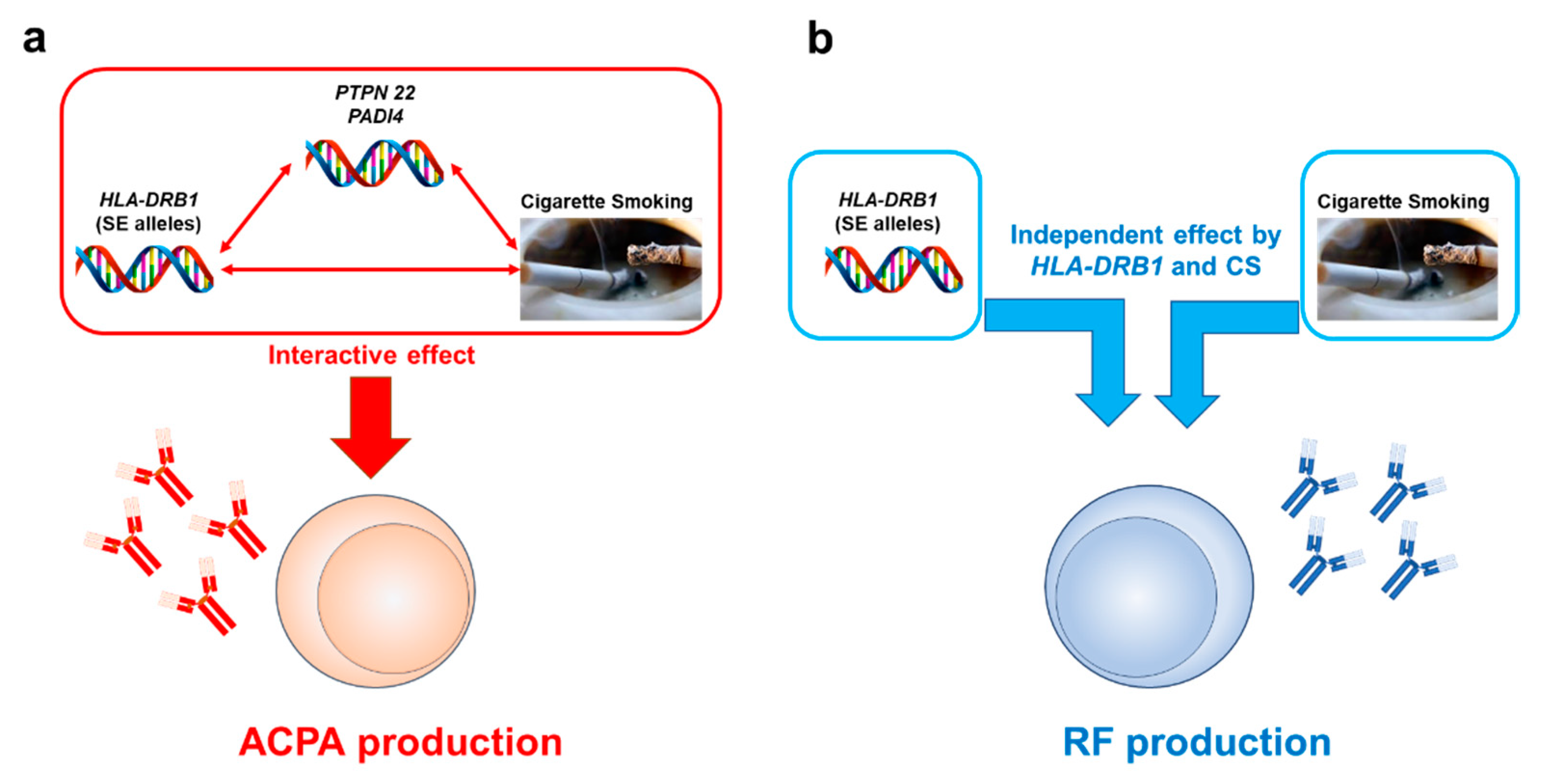 rheumatoid arthritis genetics)