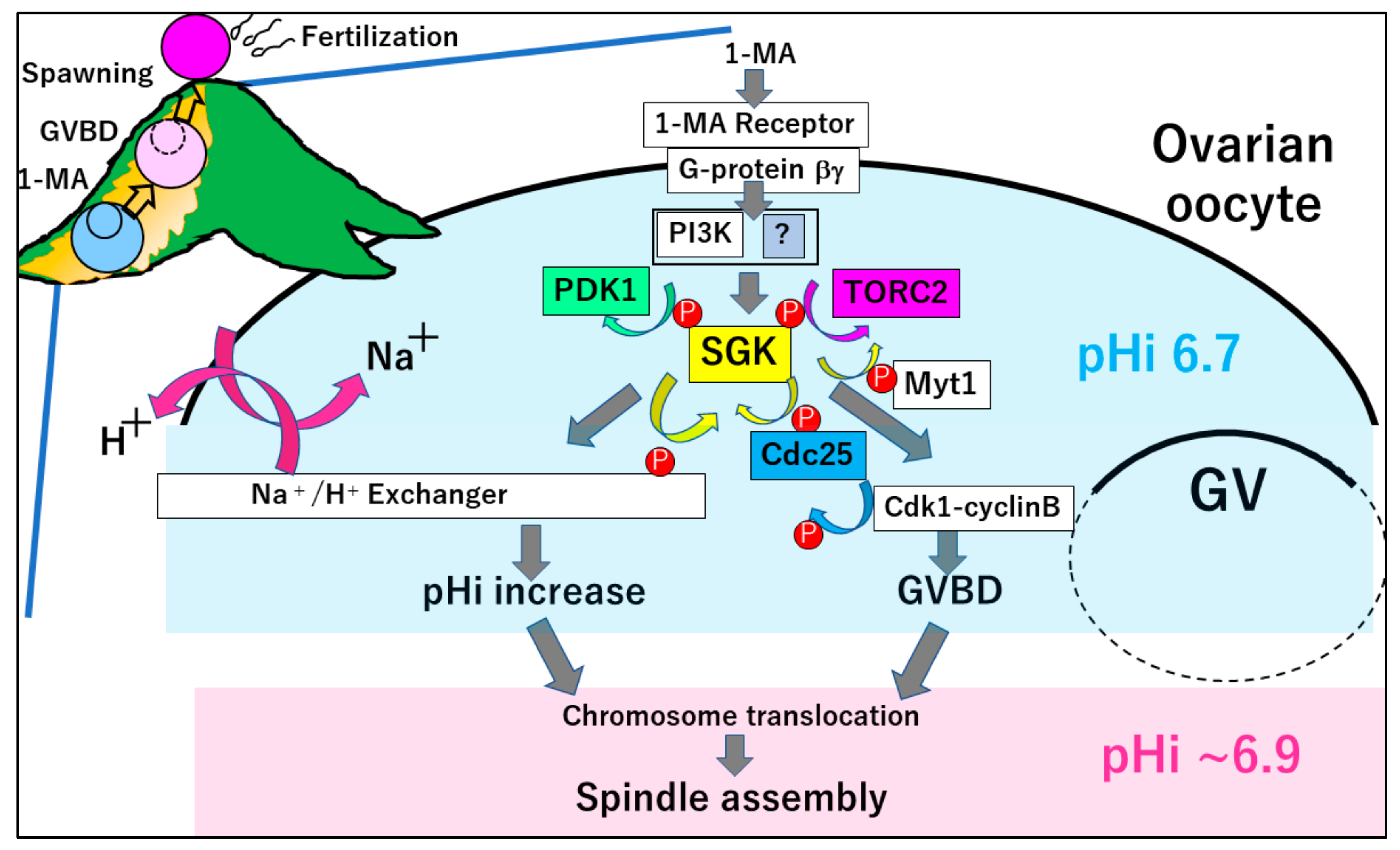 Cells 09 00476 g001 Cells 09 00476 g001