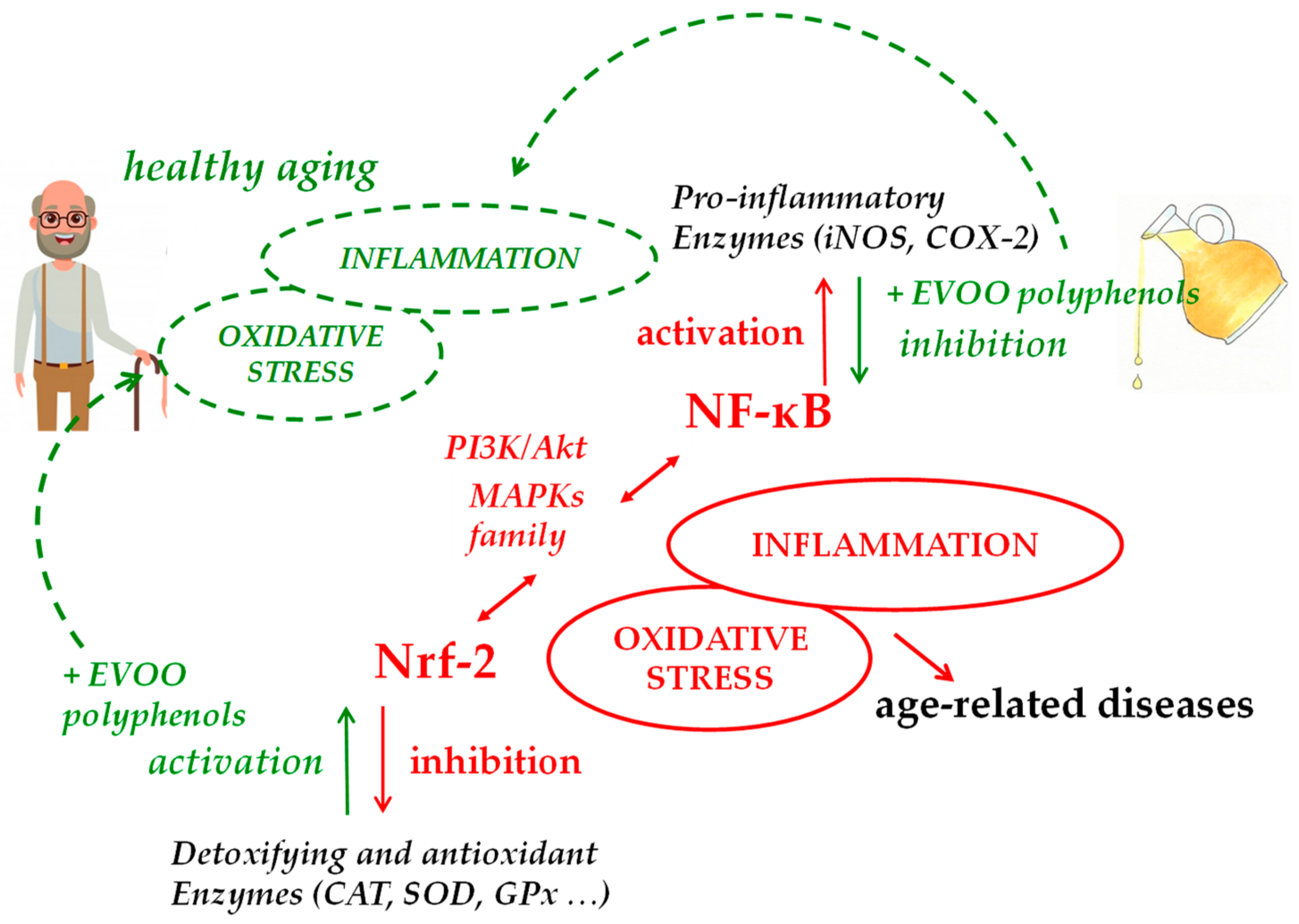 Cells 09 00478 g002 Cells 09 00478 g002