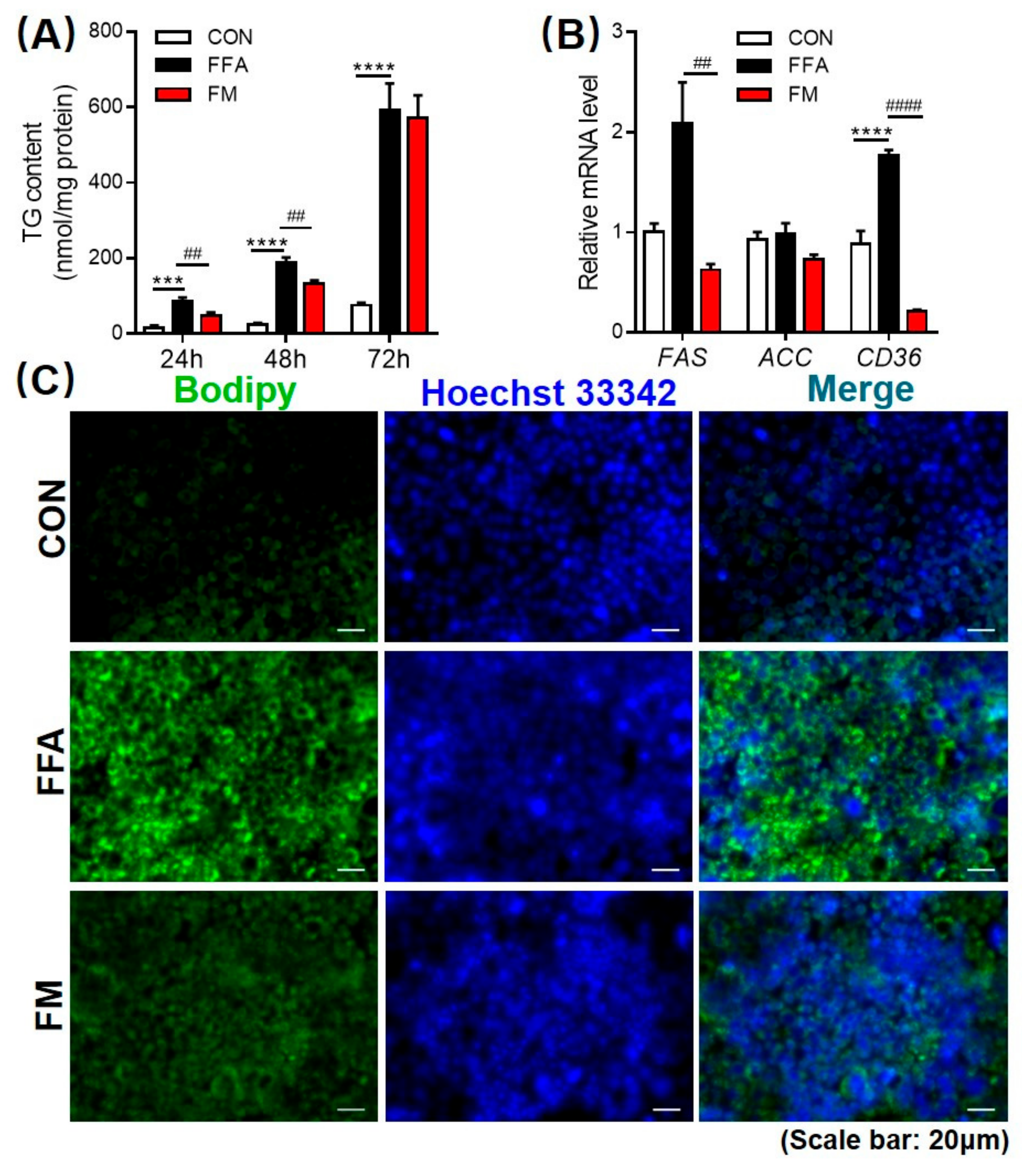 Cells Free Full Text Melatonin Orchestrates Lipid Homeostasis Through The Hepatointestinal Circadian Clock And Microbiota During Constant Light Exposure Html Cells Free Full Text Melatonin Orchestrates Lipid Homeostasis Through The Hepatointestinal Circadian Clock And Microbiota During Constant Light Exposure Html