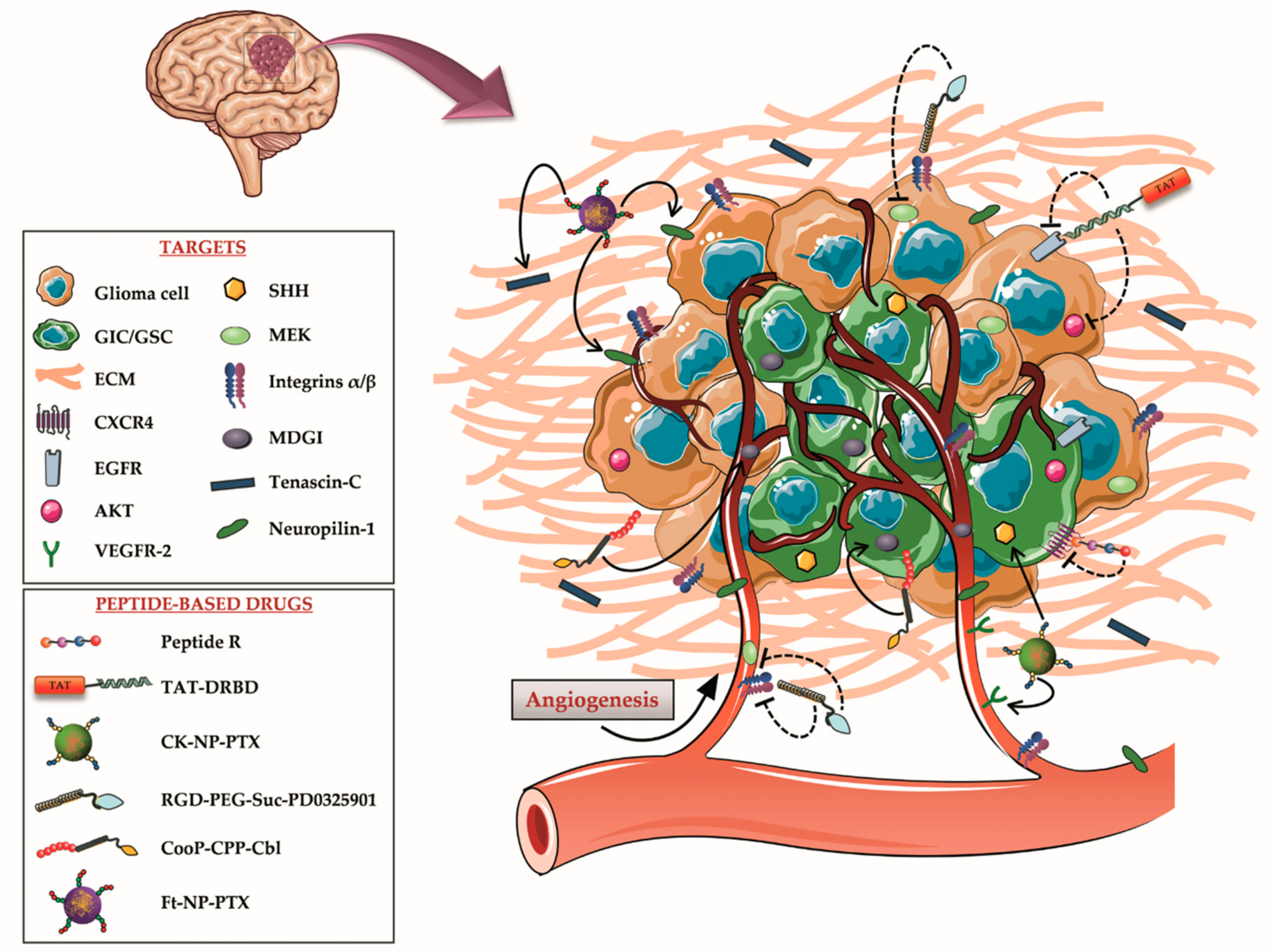 Cells 09 00490 g001 Cells 09 00490 g001