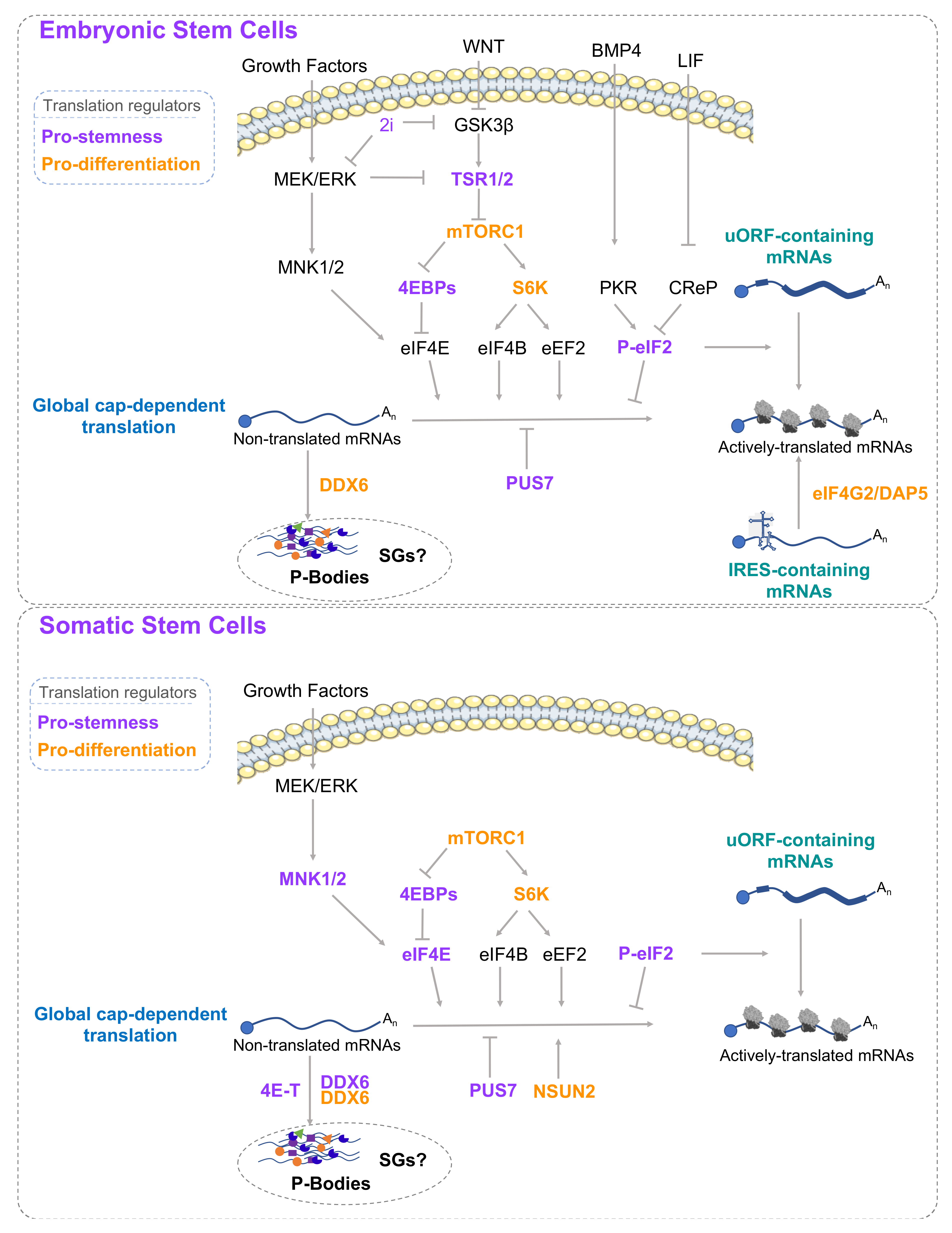 Cells Free Full Text Ribosome And Translational Control In Stem Cells Html