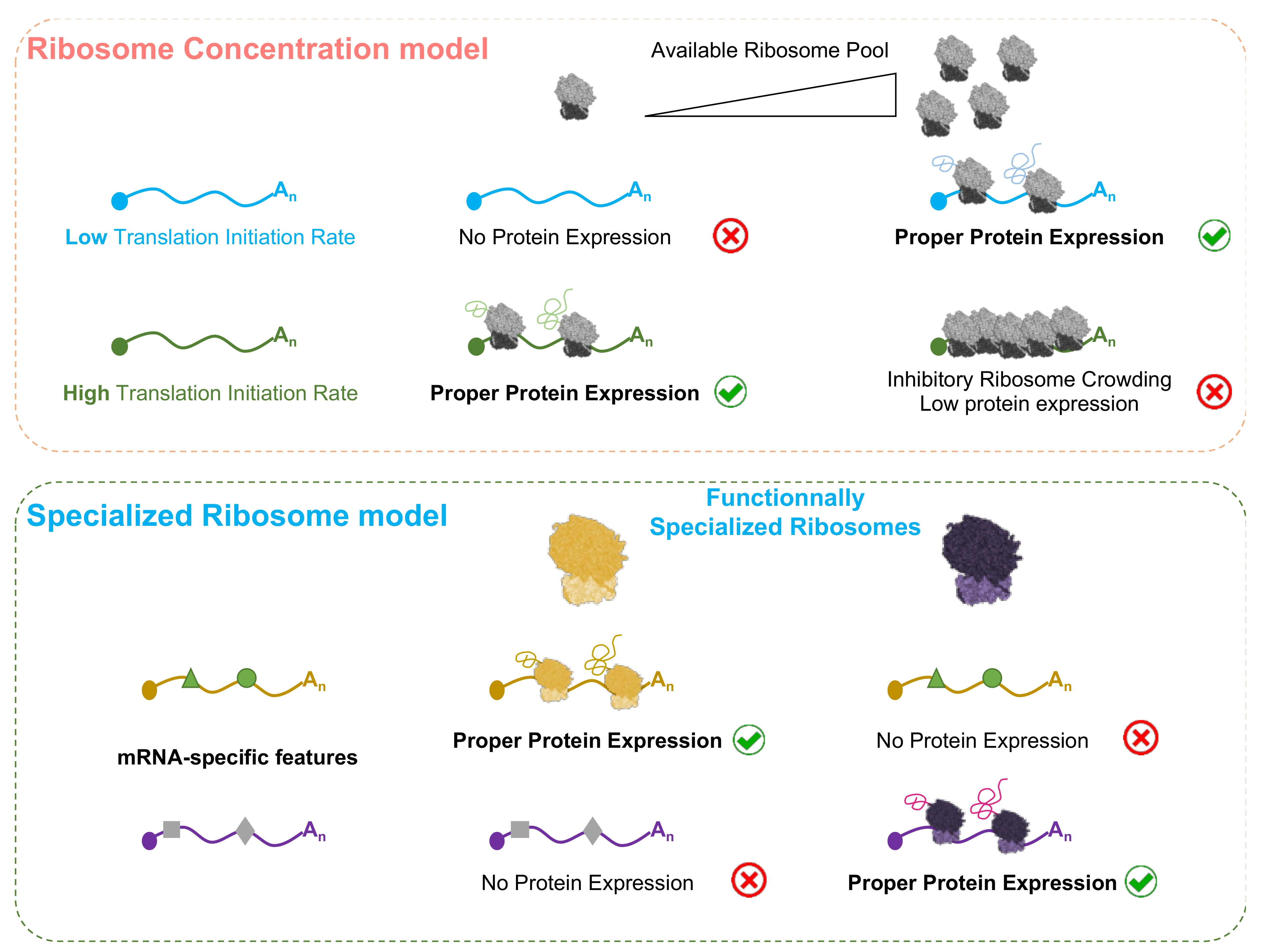 Cells | Free Full-Text | Ribosome and Translational Control in Stem