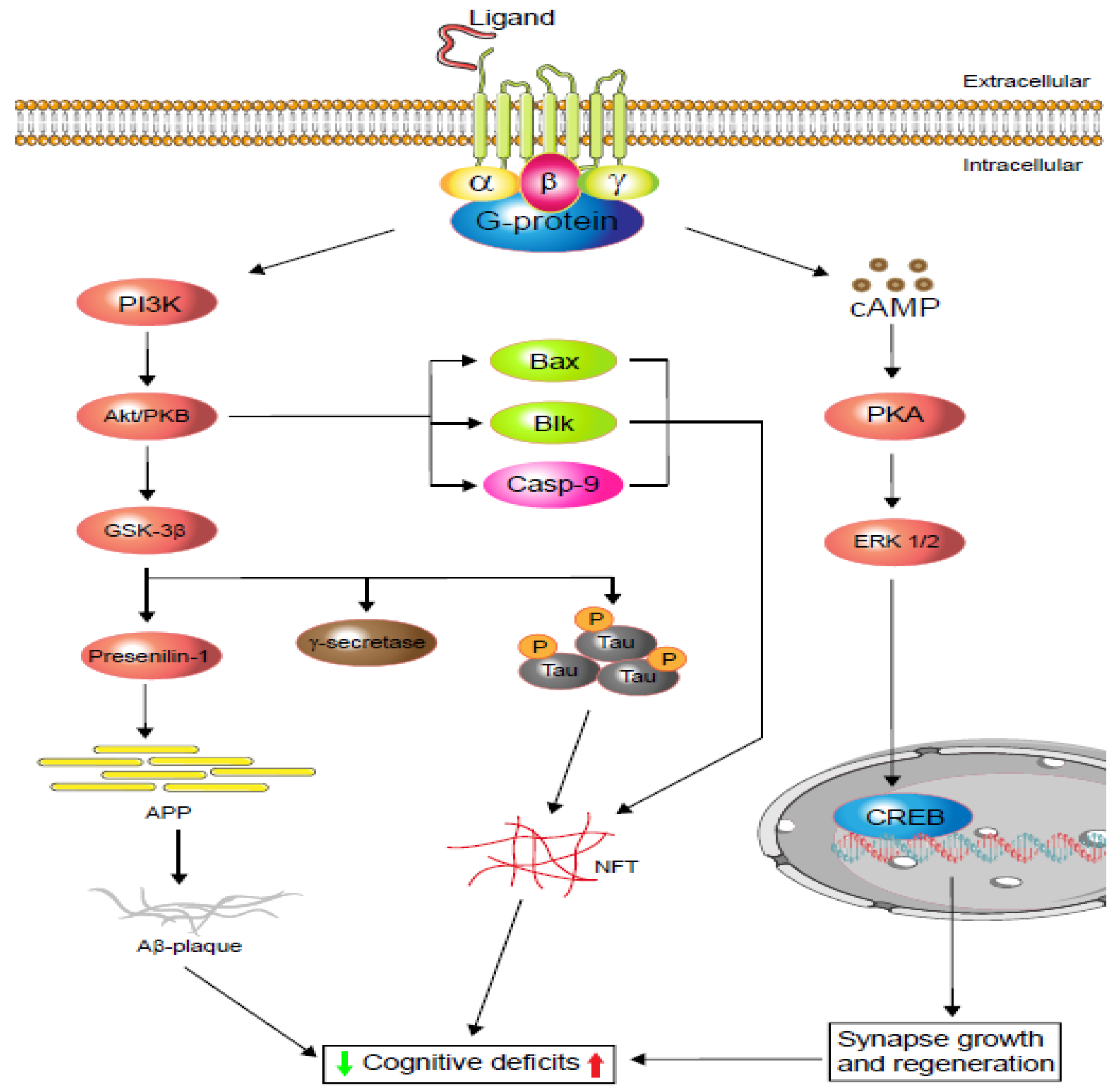 Identification and functional characterisation of N-linked glycosylation of  the orphan G protein-coupled receptor Gpr176