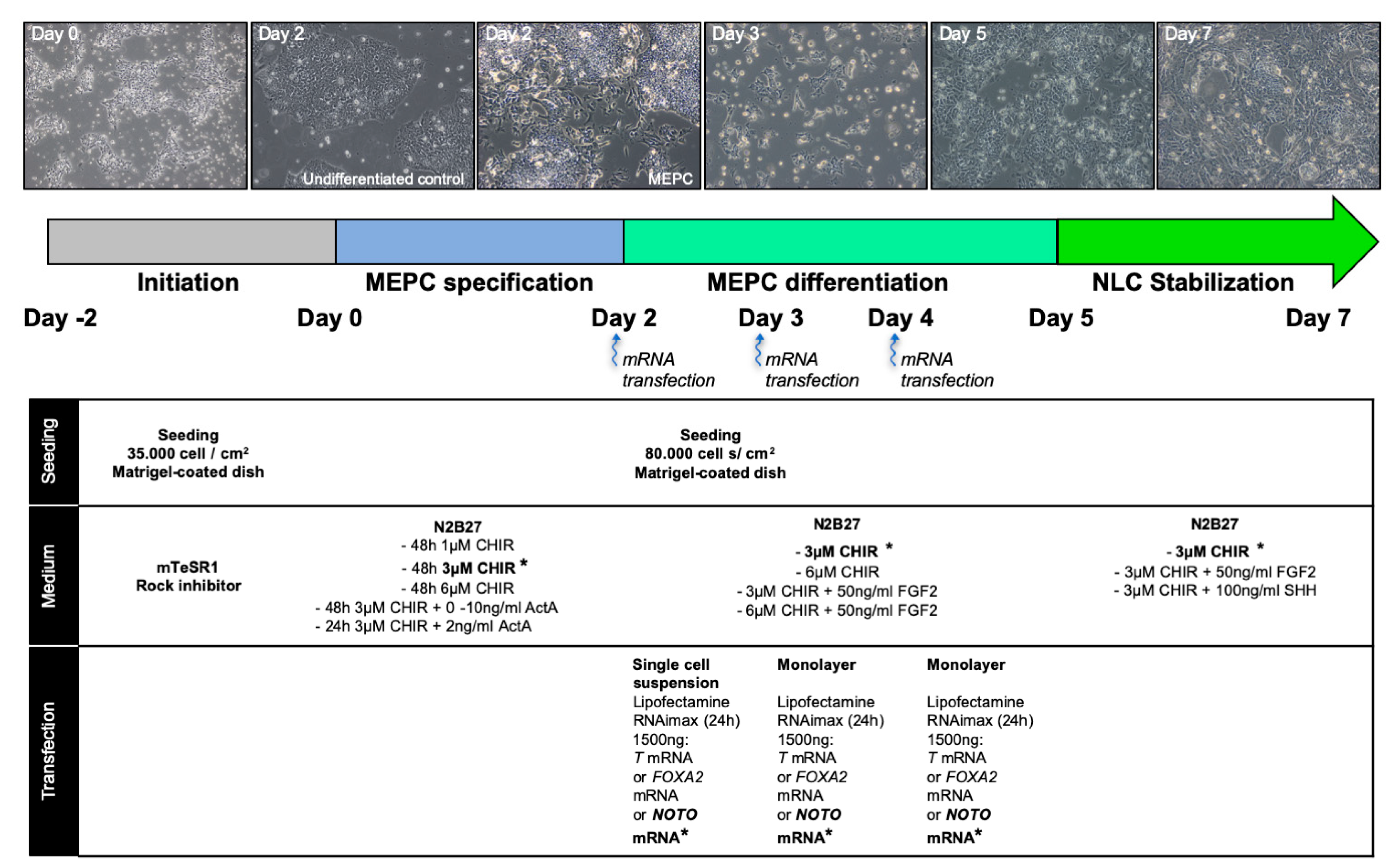 Cells 09 00509 g001 Cells 09 00509 g001