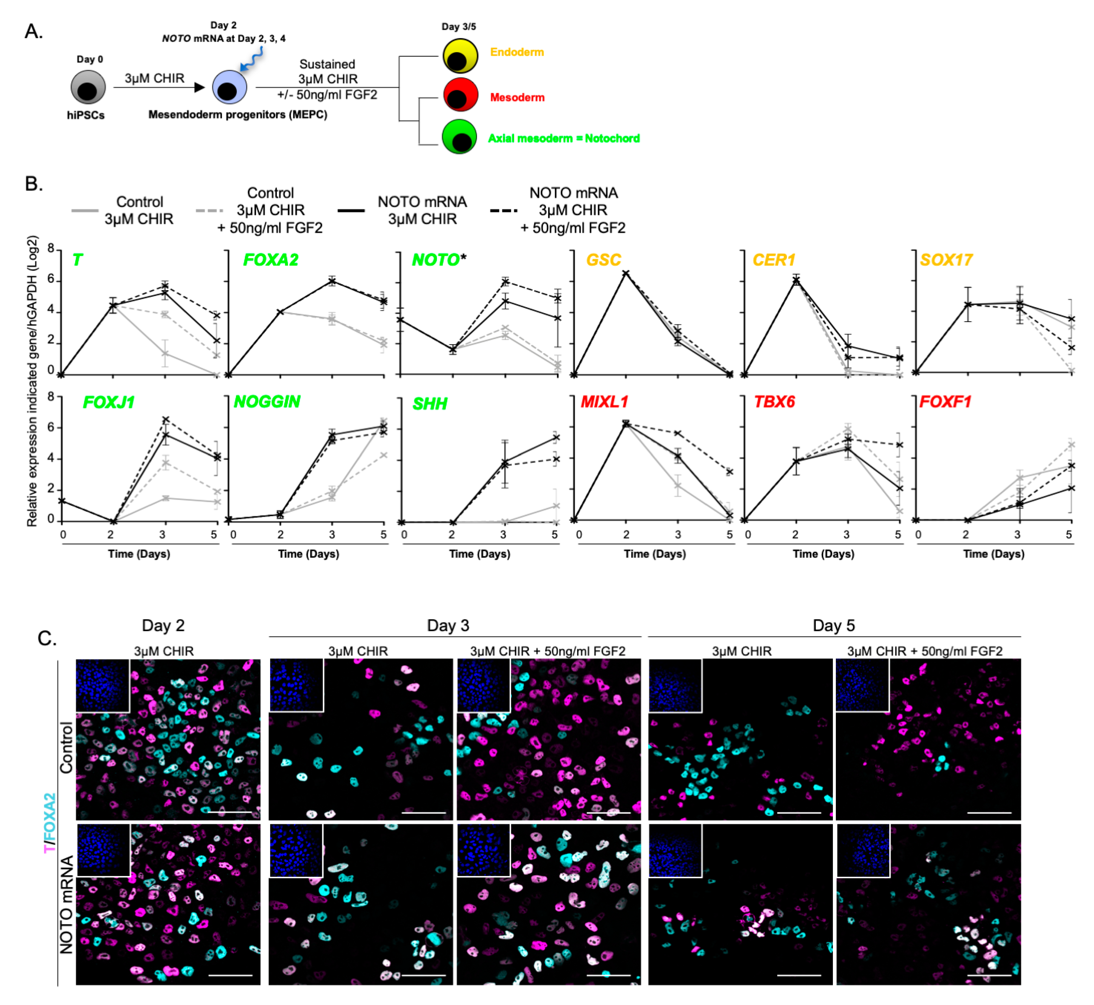 Cells 09 00509 g006 Cells 09 00509 g006