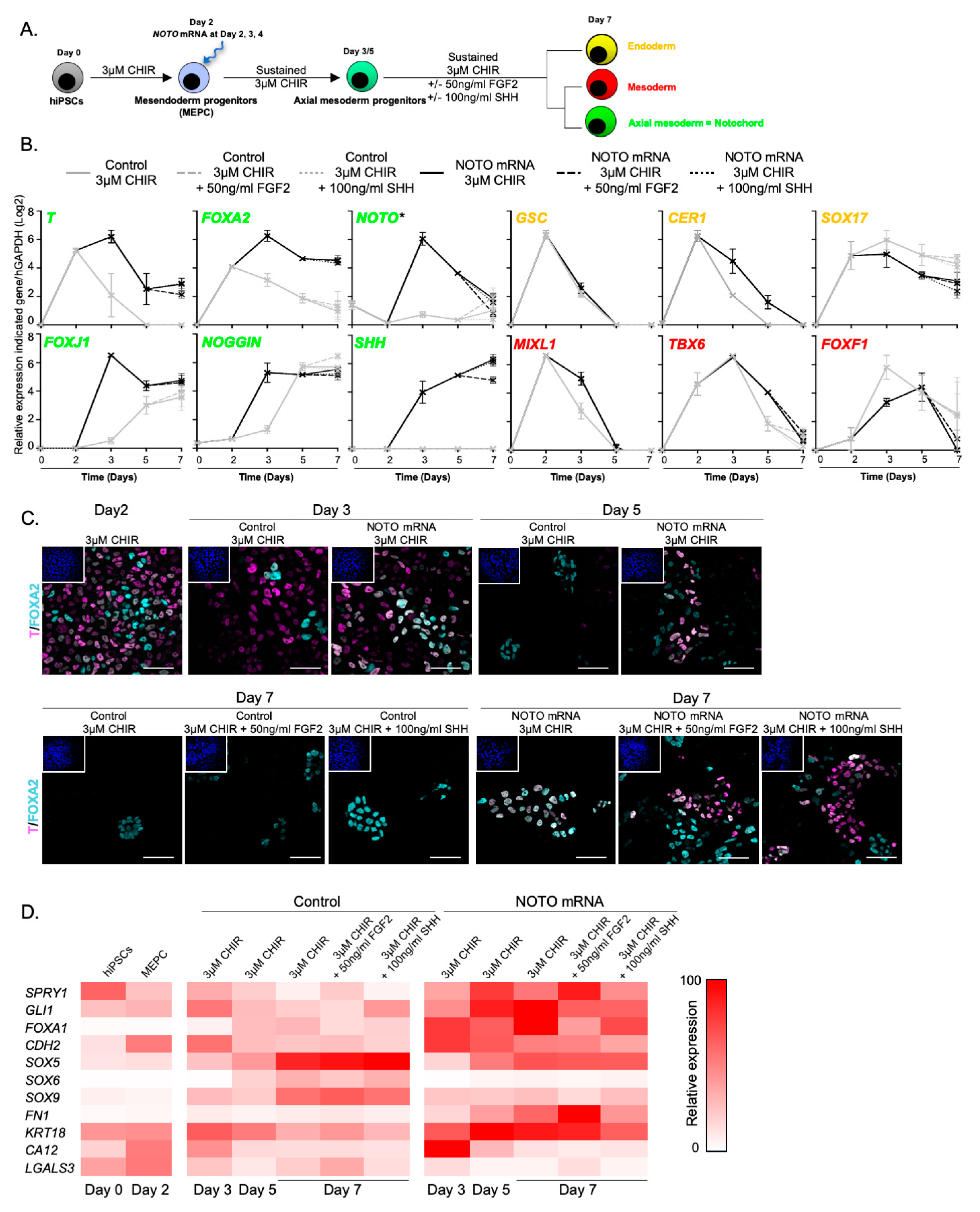 Cells 09 00509 g007 Cells 09 00509 g007