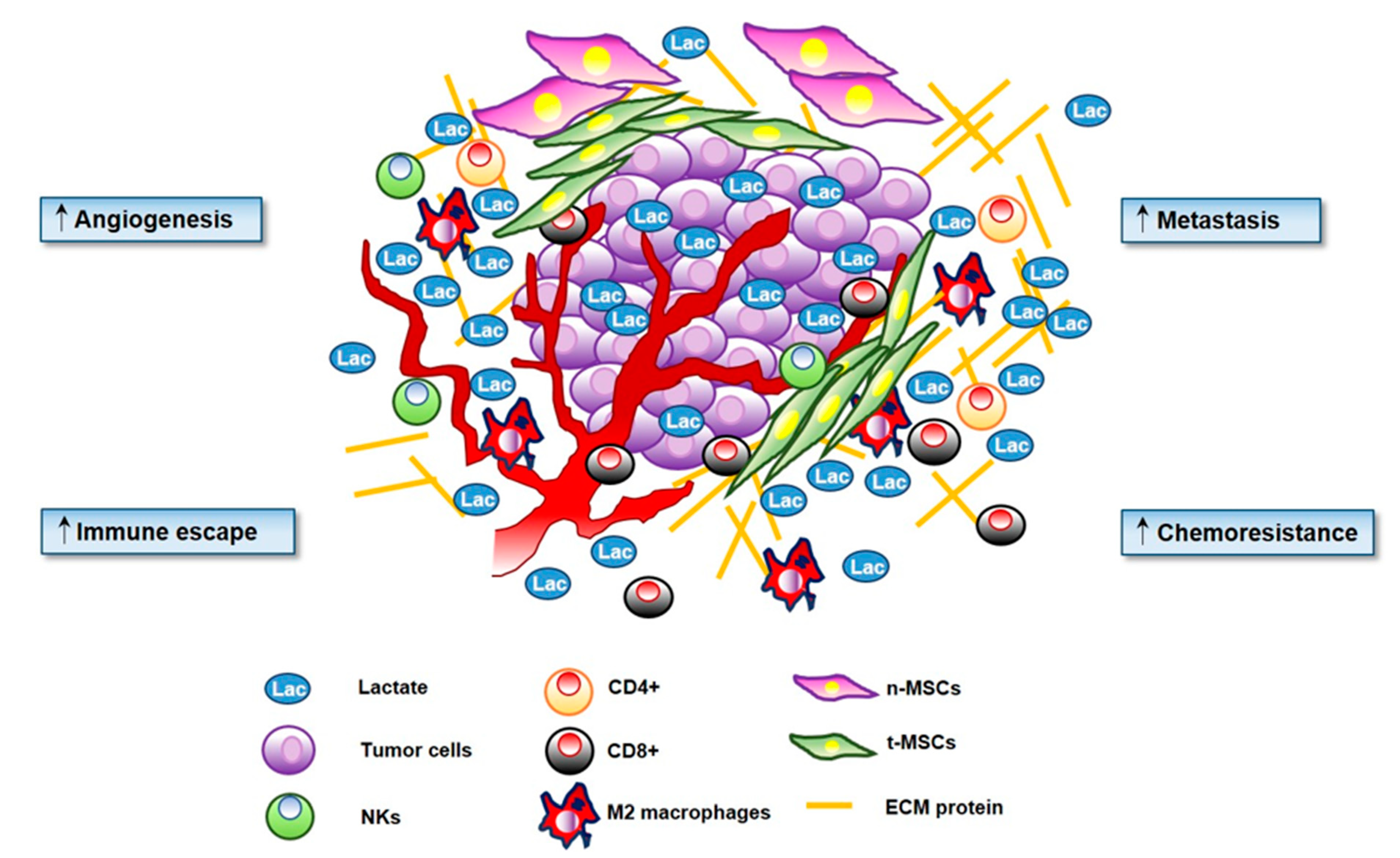 Cells 09 00510 g001 Cells 09 00510 g001