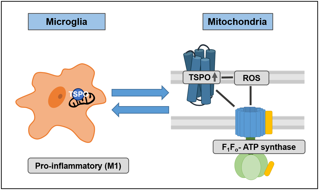Cells Free FullText The Translocator Protein (TSPO) in