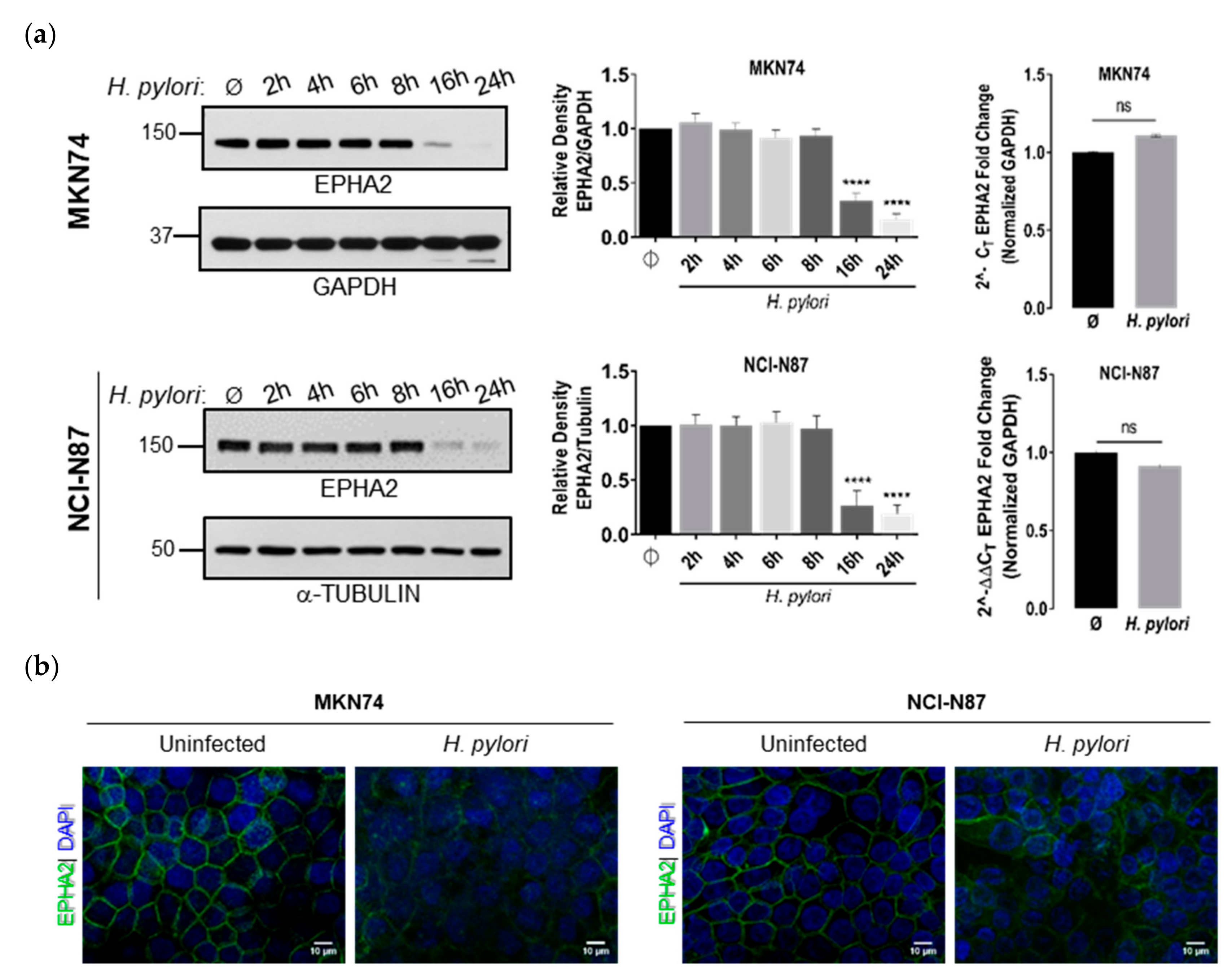 Cells 09 00513 g001a