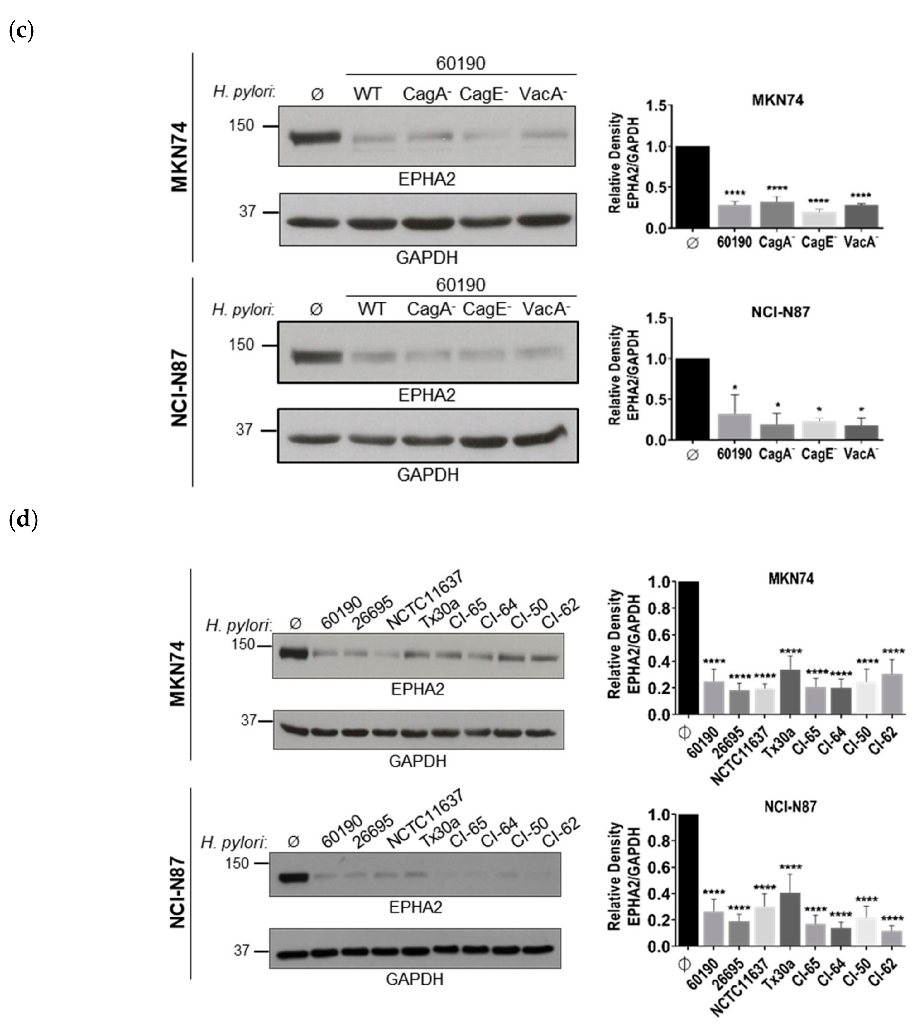 Cells 09 00513 g001b