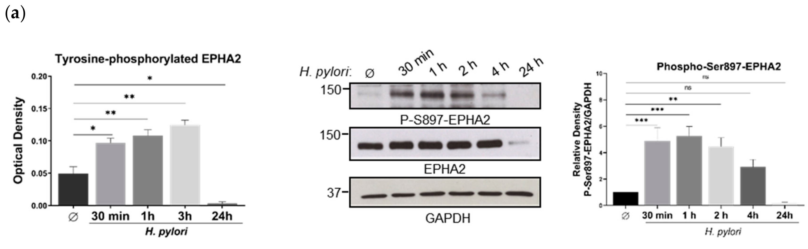 Cells 09 00513 g002a