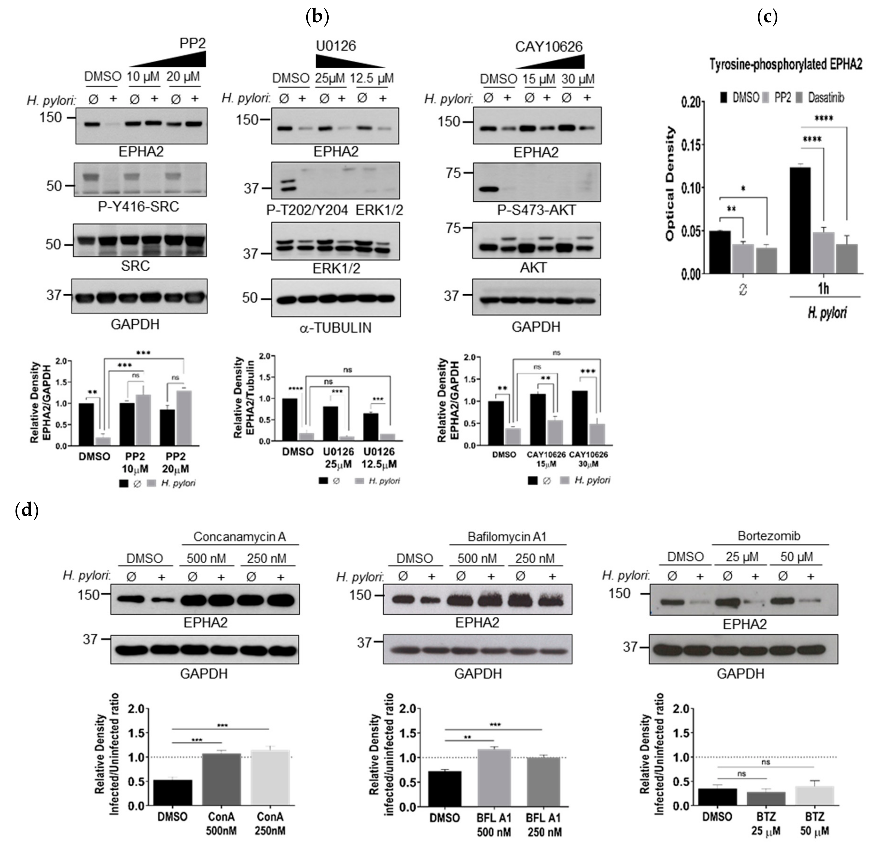 Cells 09 00513 g002b