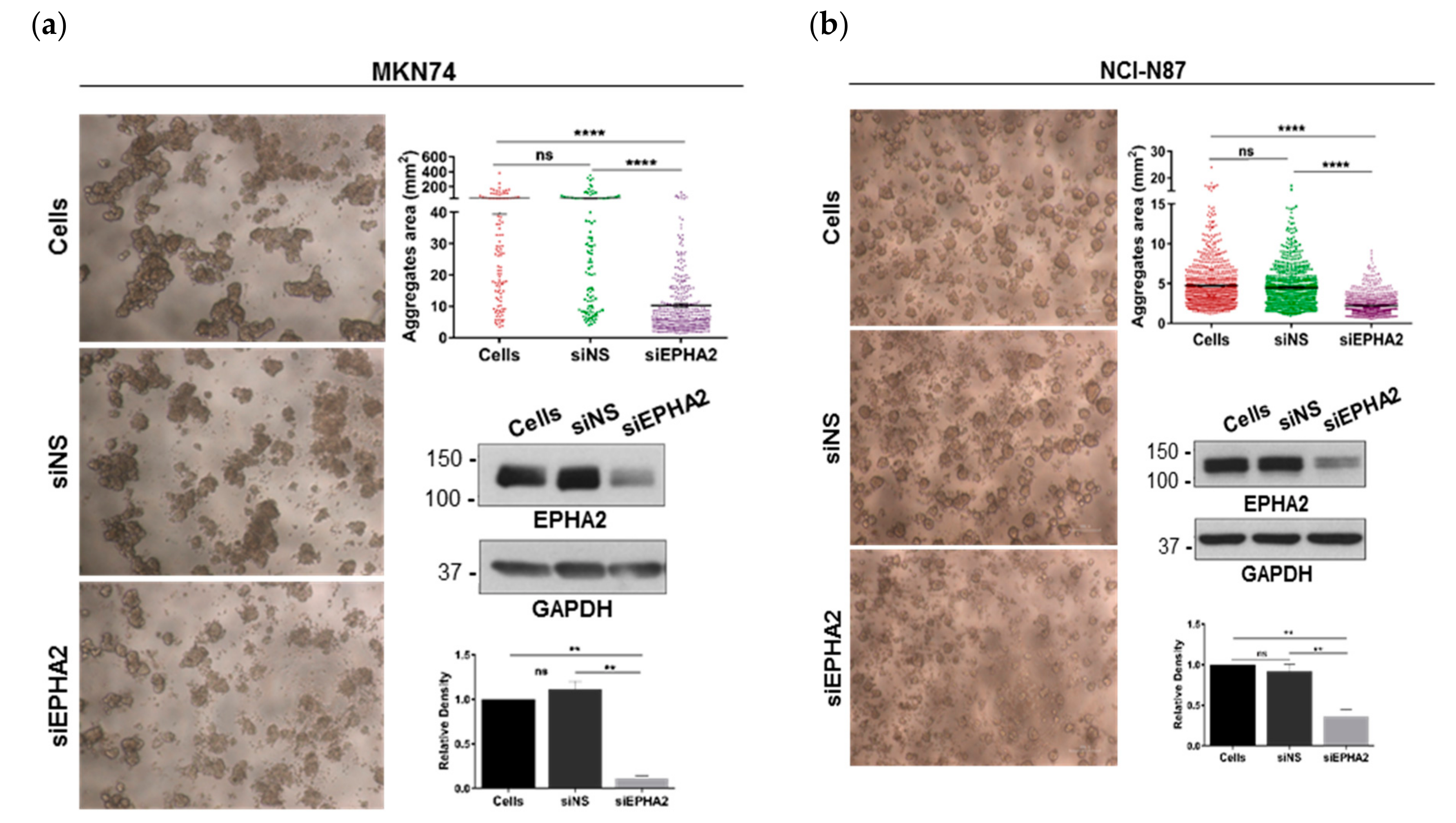 Cells 09 00513 g003a