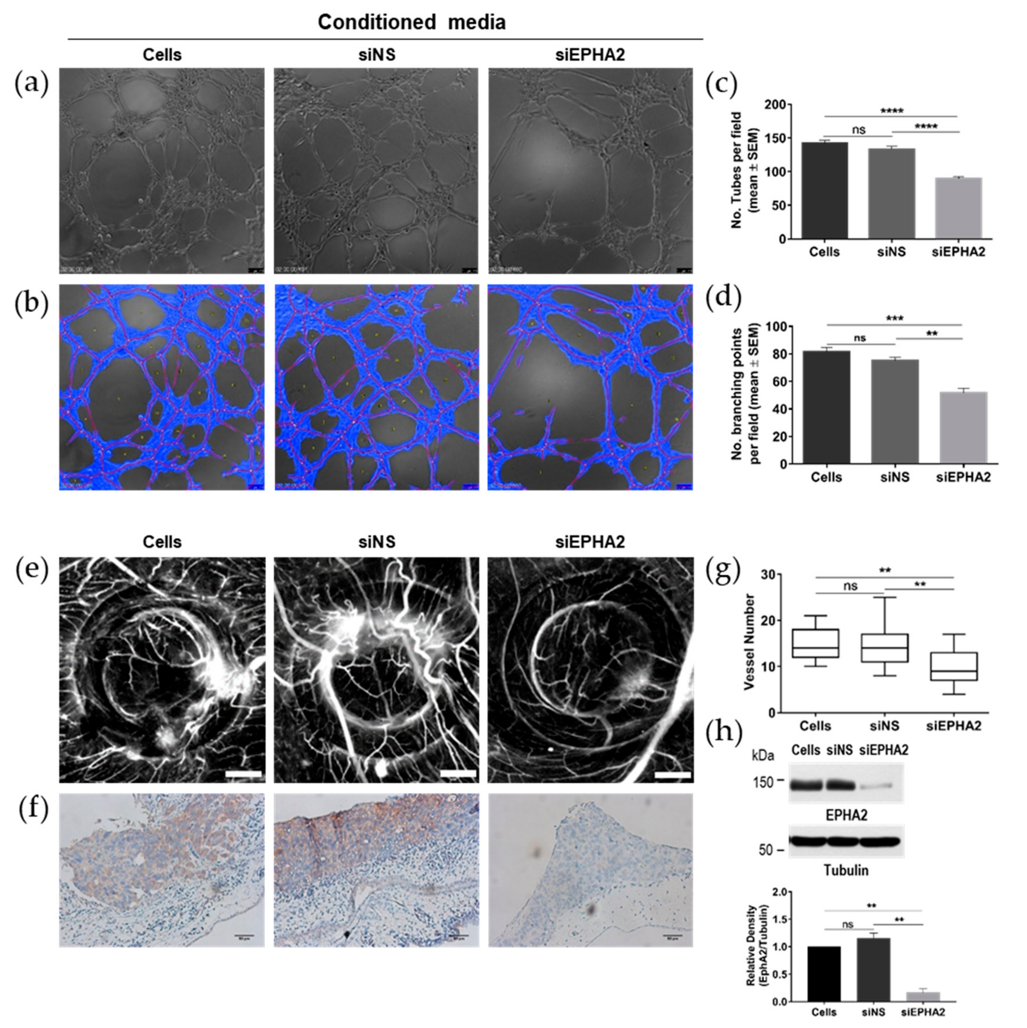 Cells 09 00513 g005