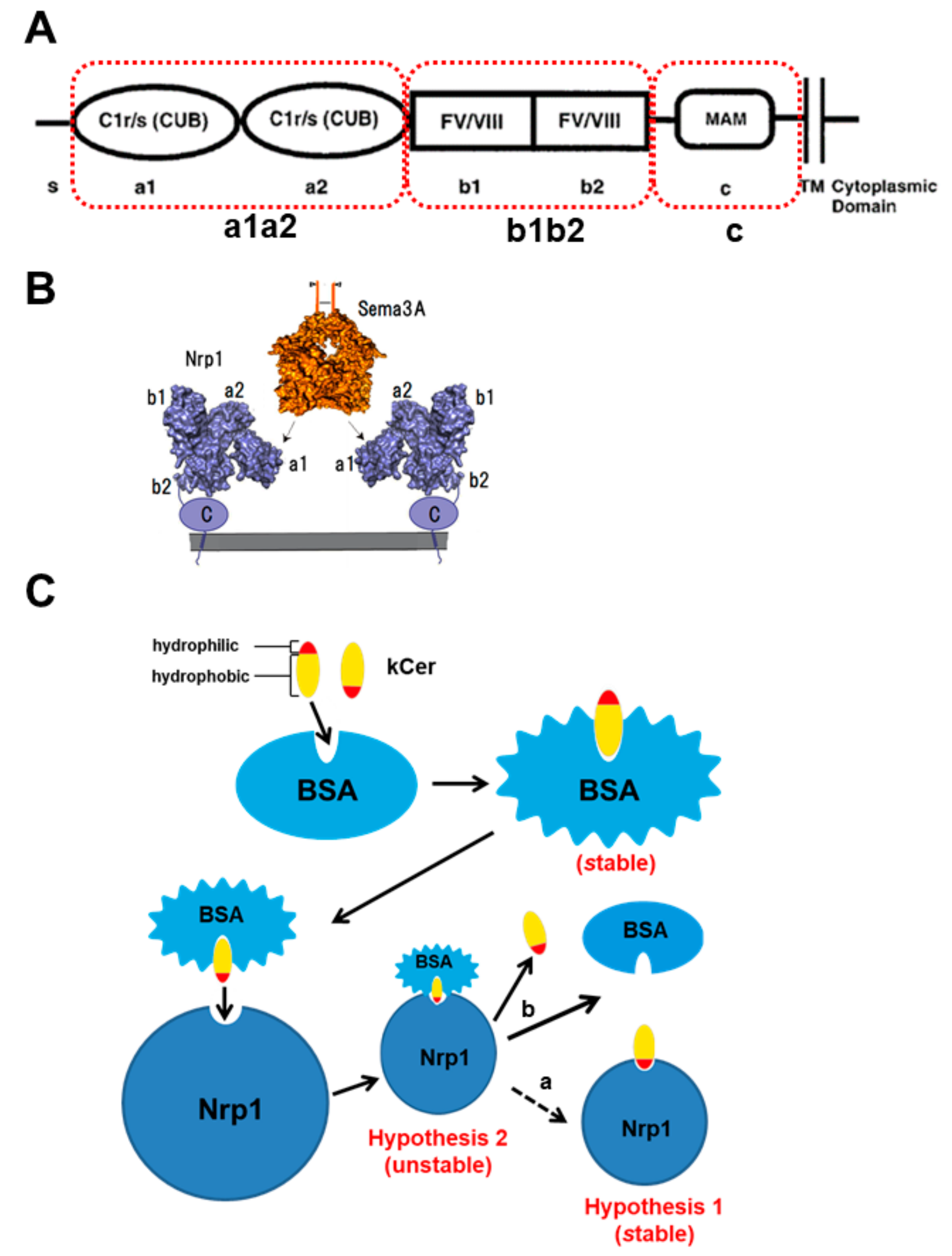 Cells 09 00517 g002 Cells 09 00517 g002