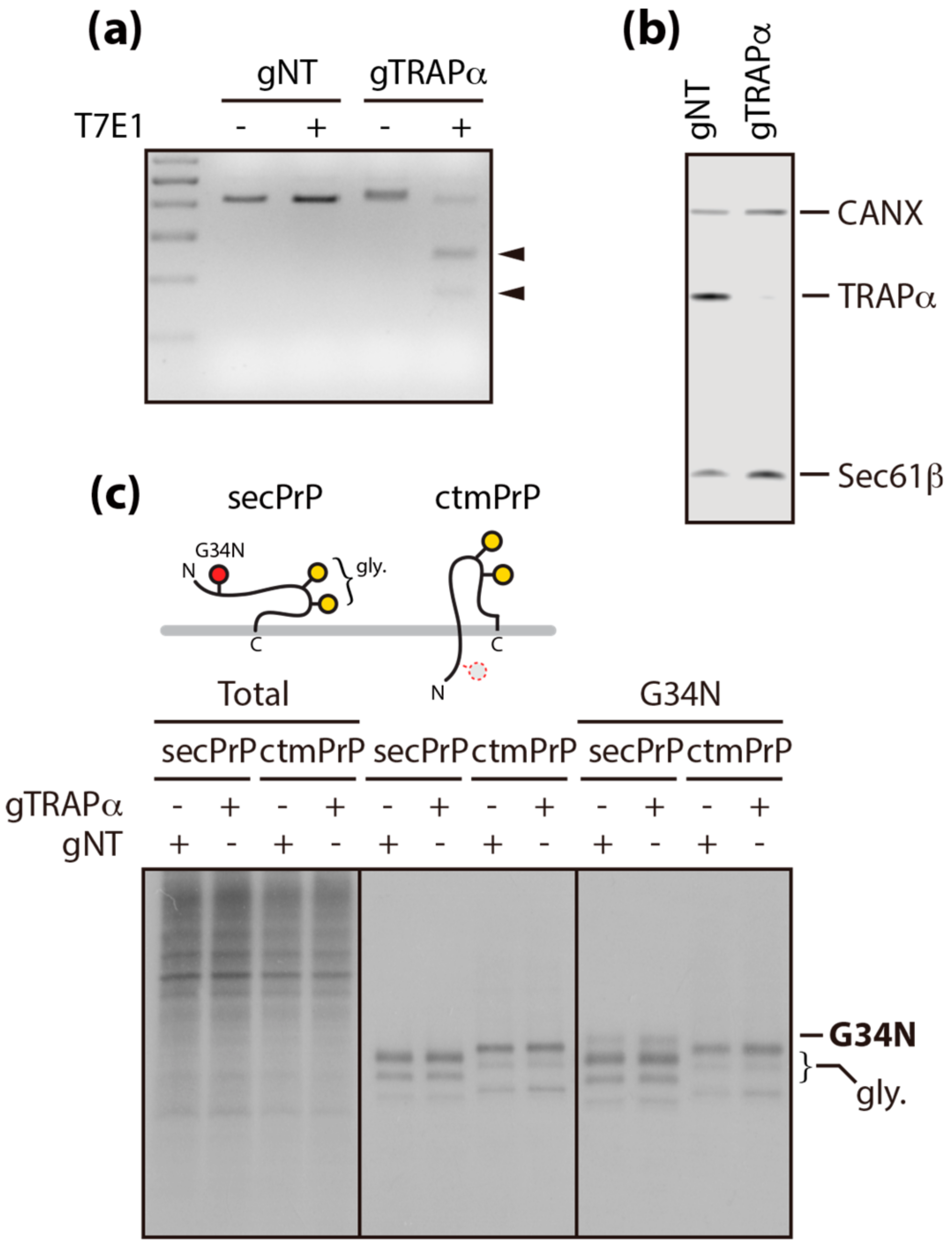 Cells 09 00518 g001 Cells 09 00518 g001