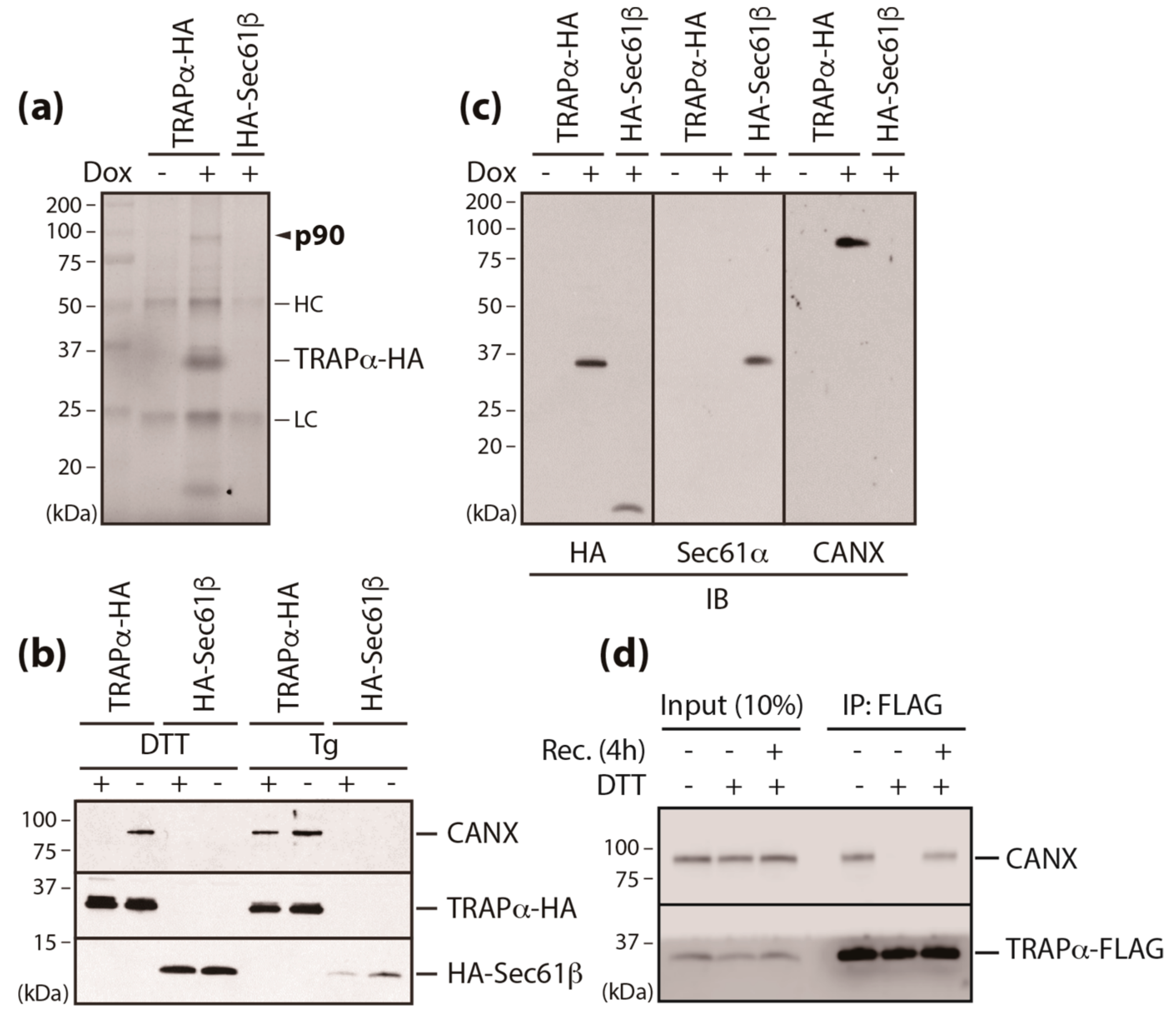 Cells 09 00518 g002 Cells 09 00518 g002
