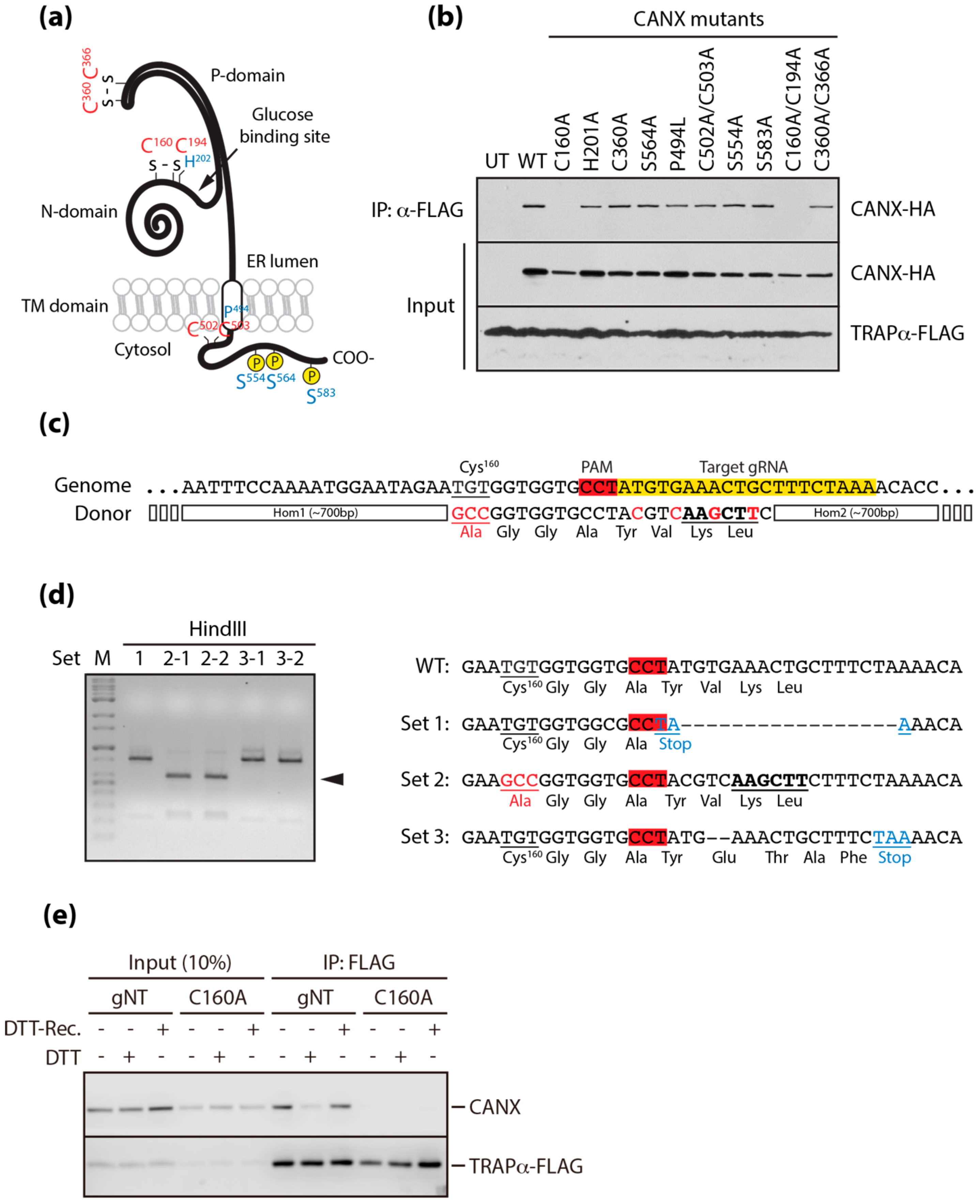 Cells 09 00518 g003 Cells 09 00518 g003