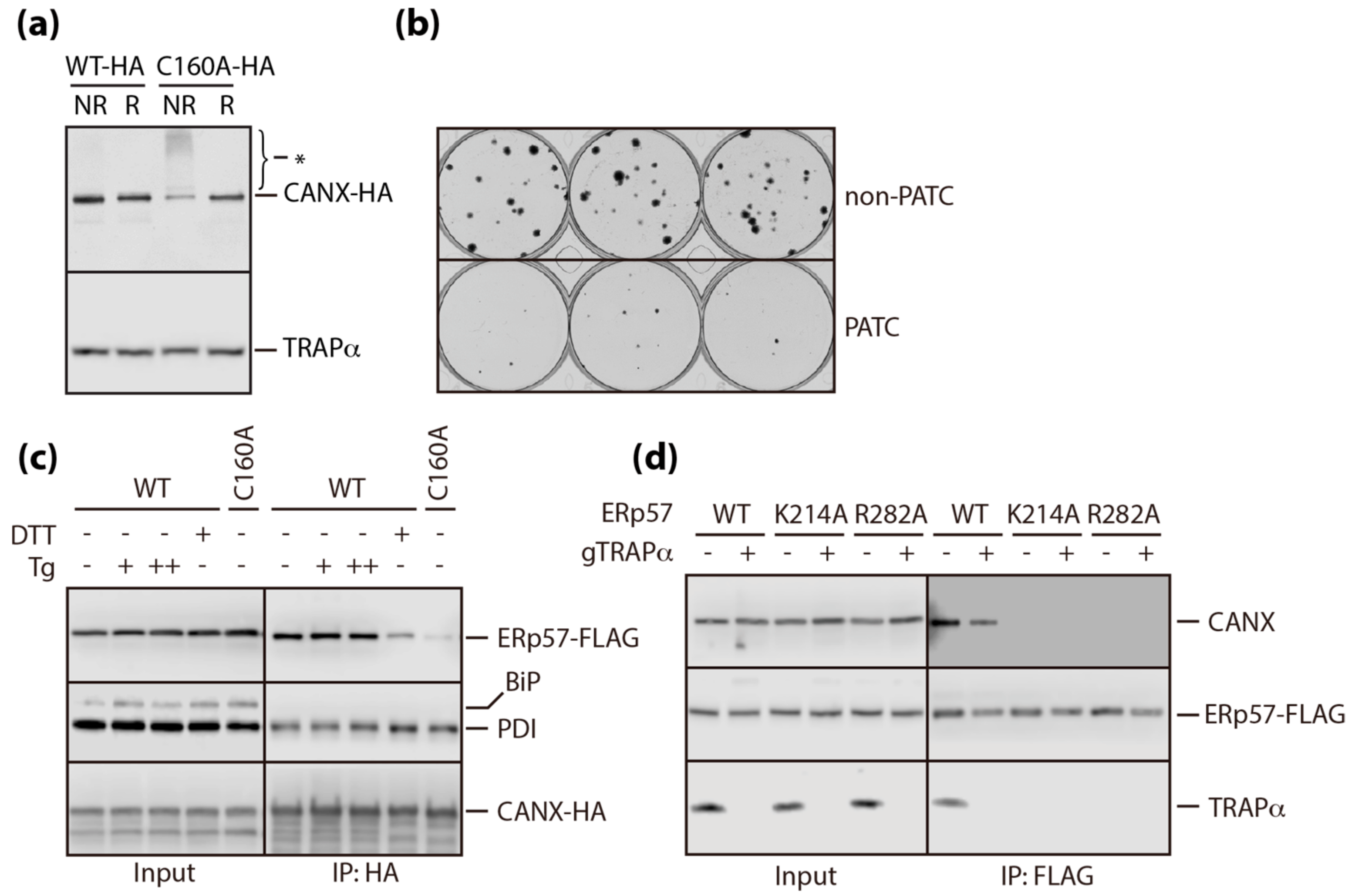 Cells 09 00518 g005 Cells 09 00518 g005