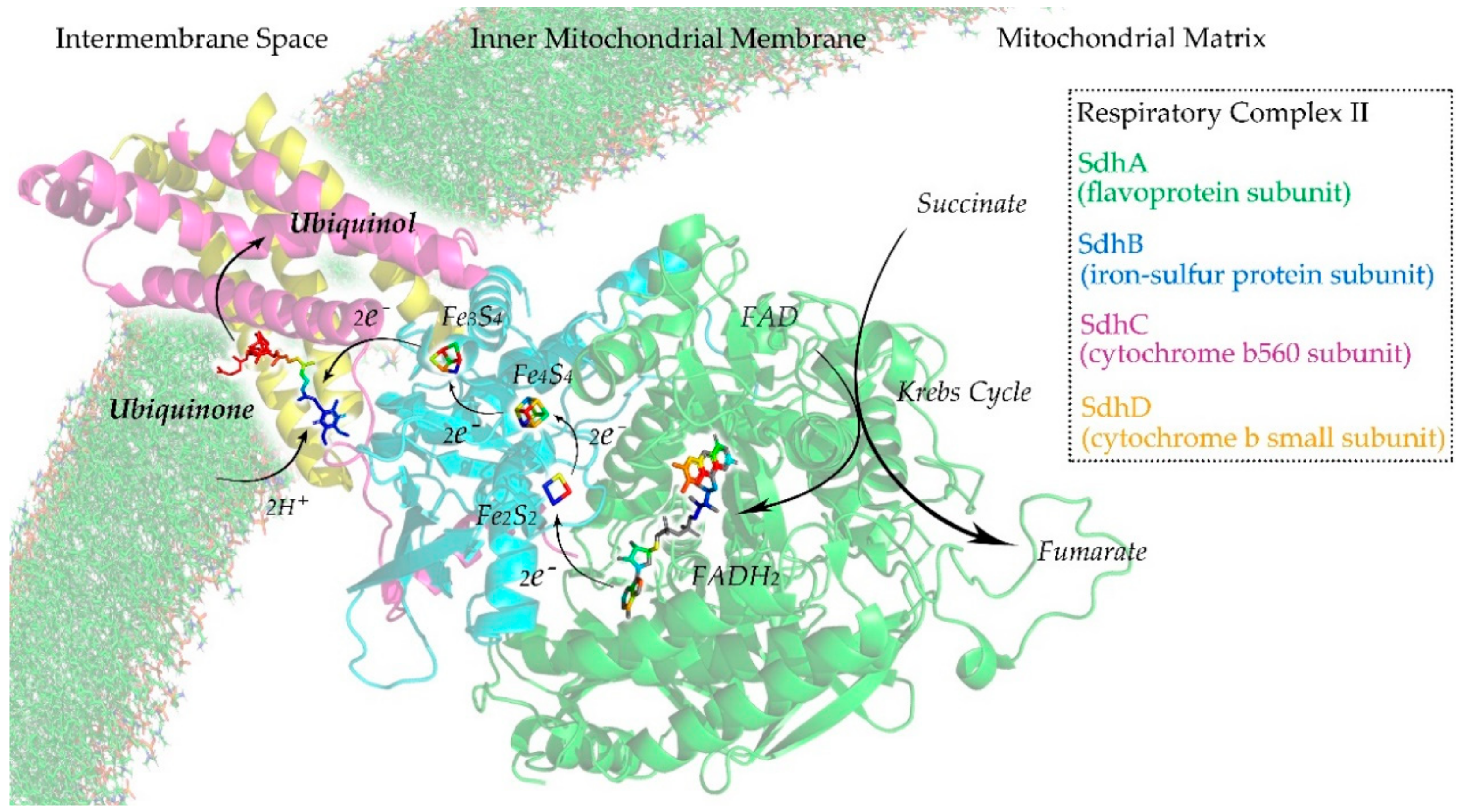Cells 09 00520 g003 Cells 09 00520 g003