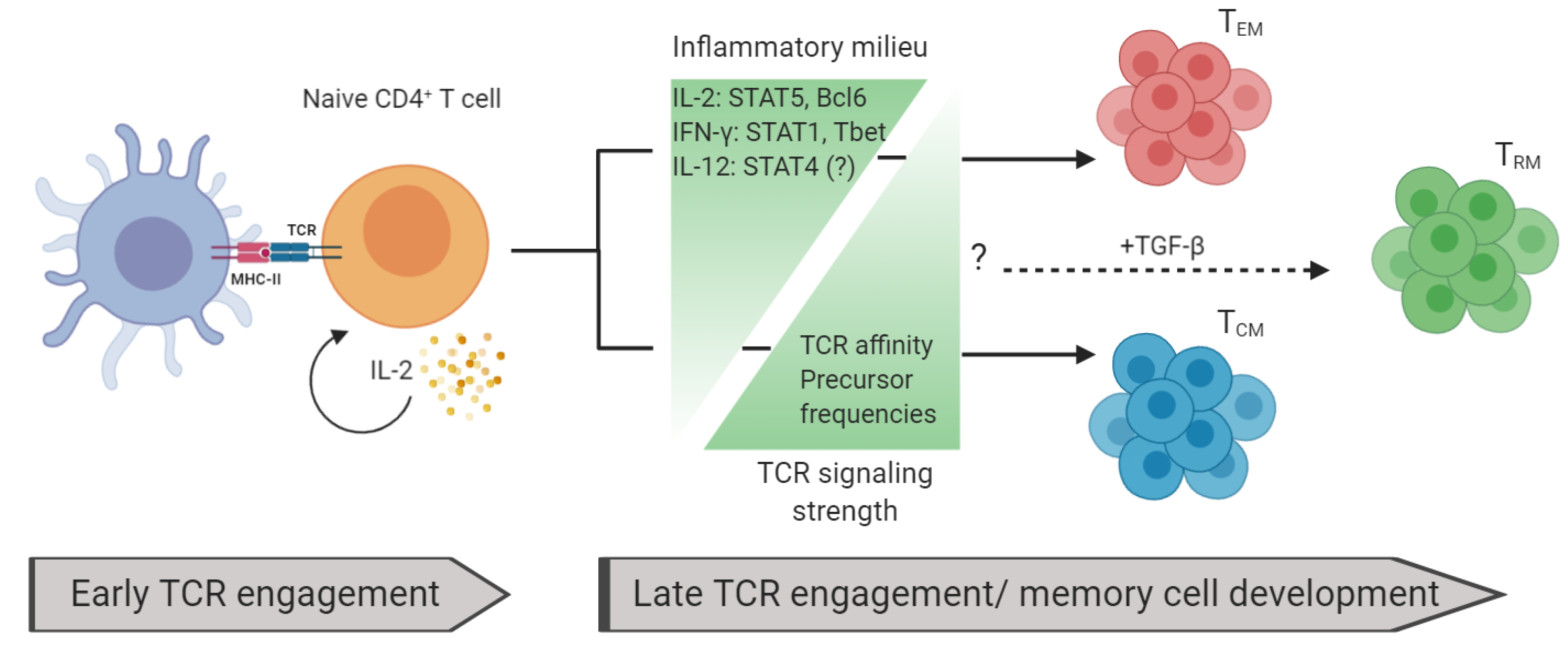 memory t cells function simple