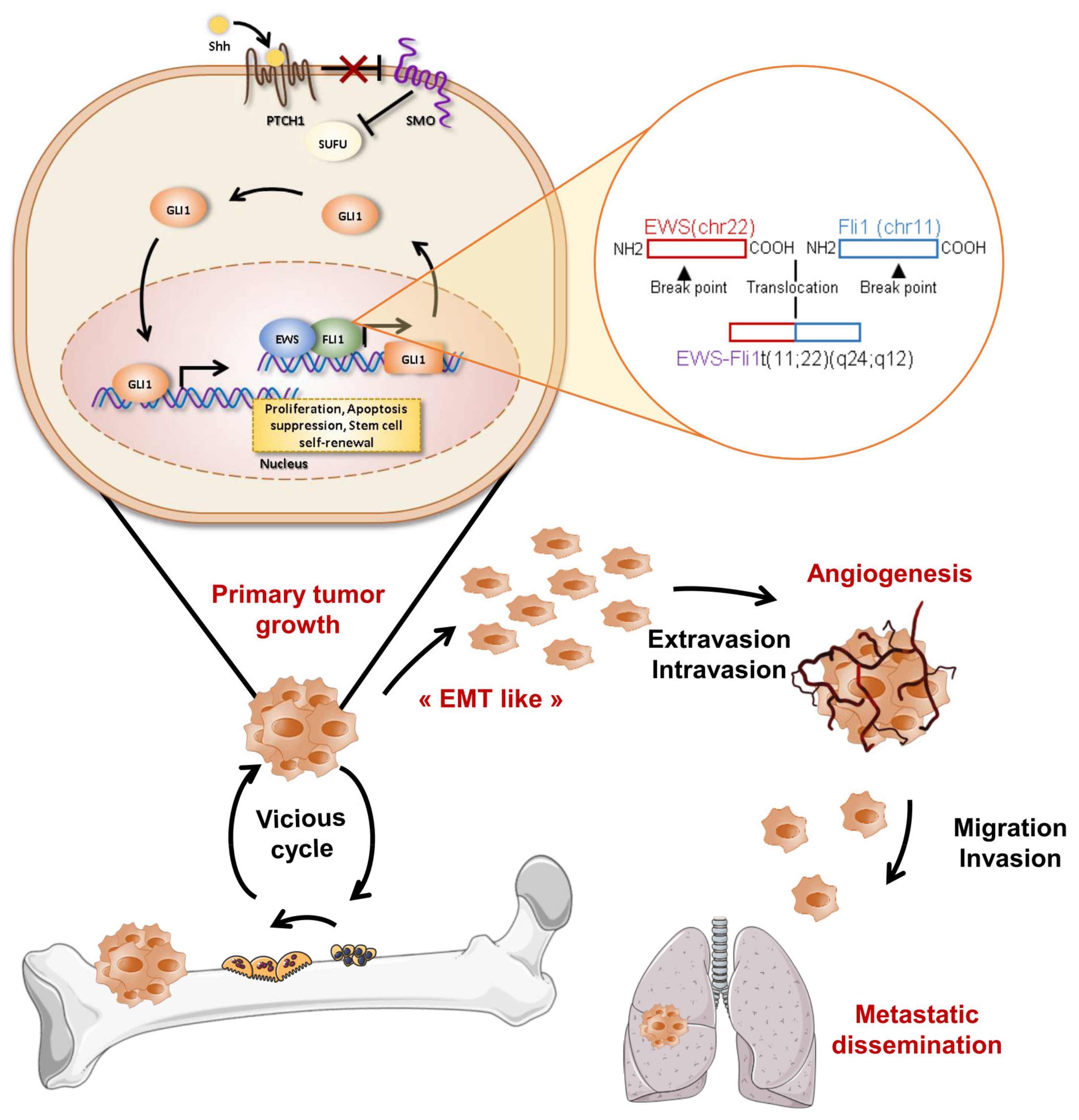 Cells 09 00536 g004 Cells 09 00536 g004