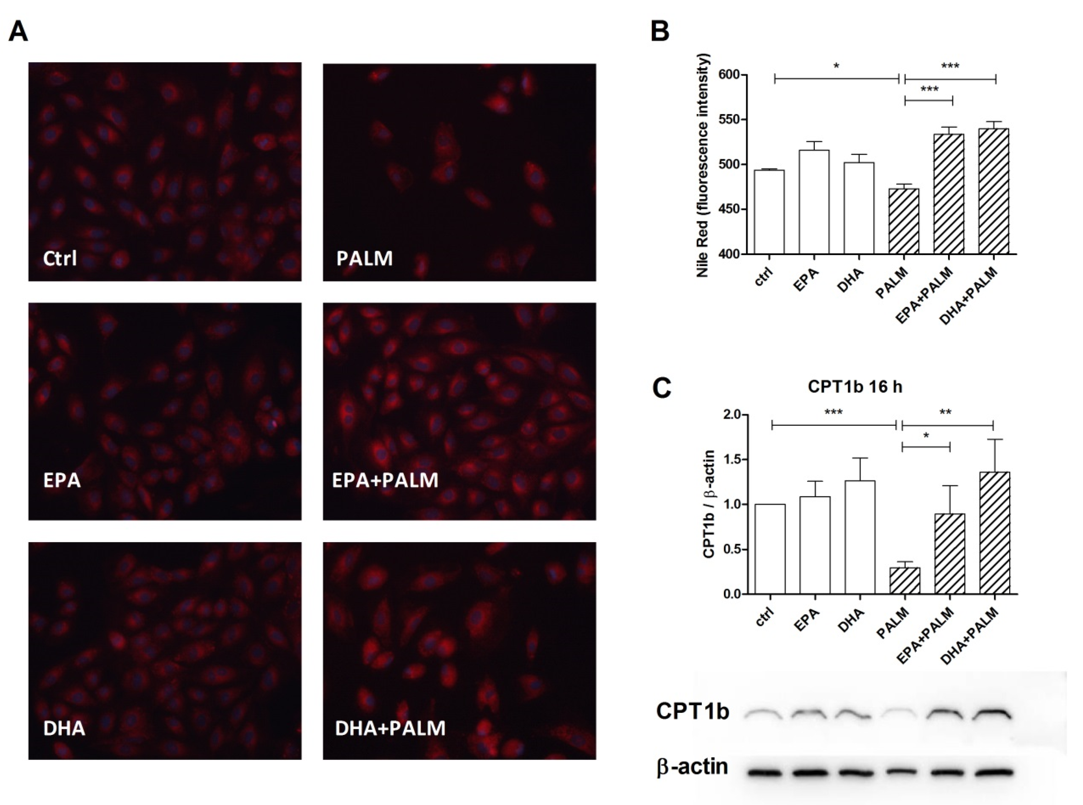 Cells 09 00537 g004 Cells 09 00537 g004