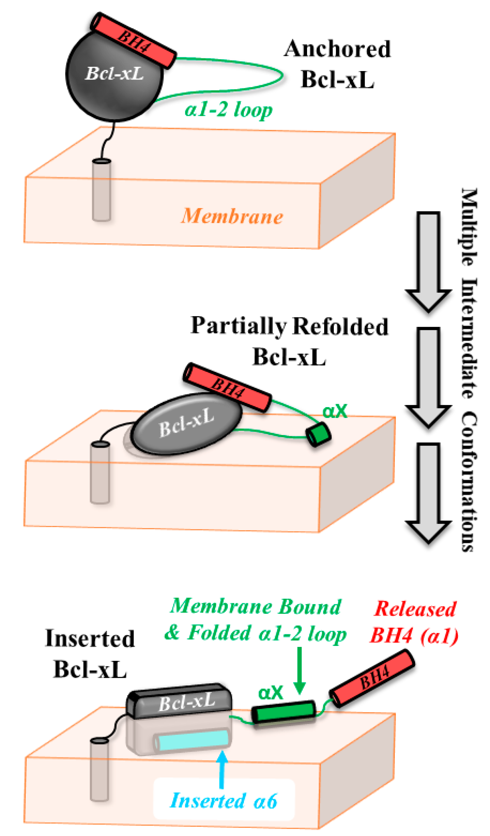 Cells 09 00539 g007 Cells 09 00539 g007