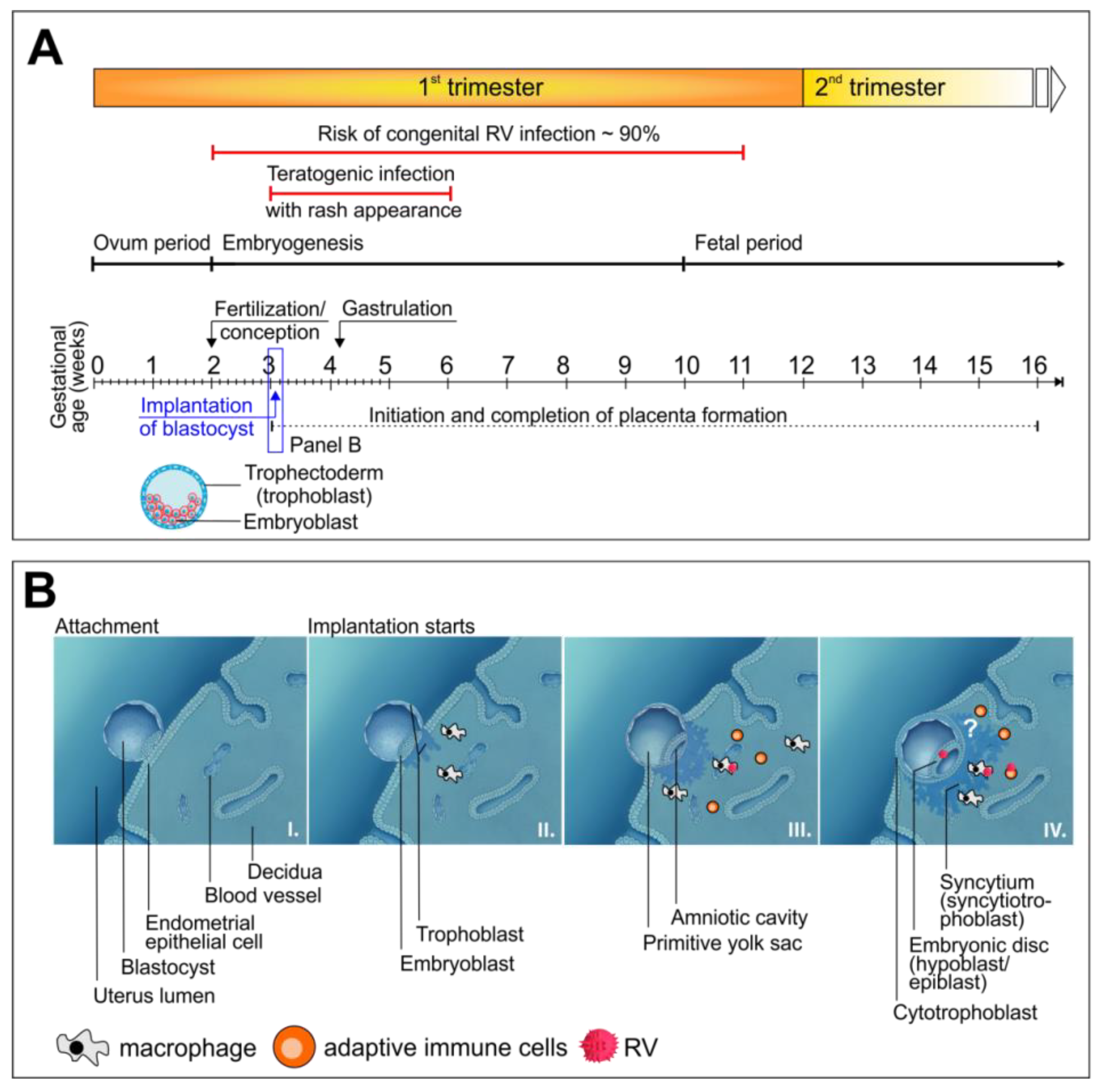 Cells | Free Full-Text | Pluripotent Stem Cell-Based Models: A Peephole  into Virus Infections during Early Pregnancy