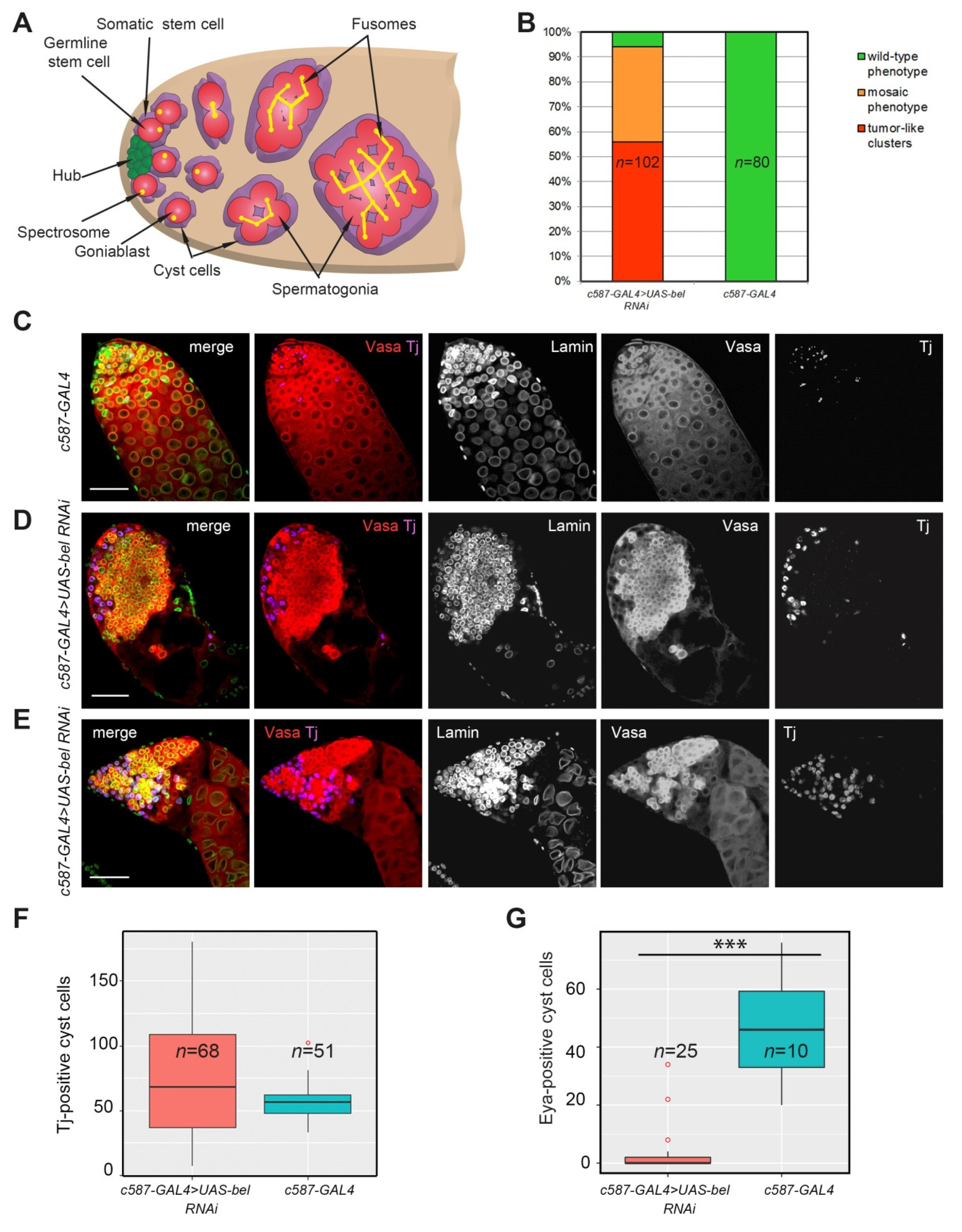 Cells 09 00550 g001