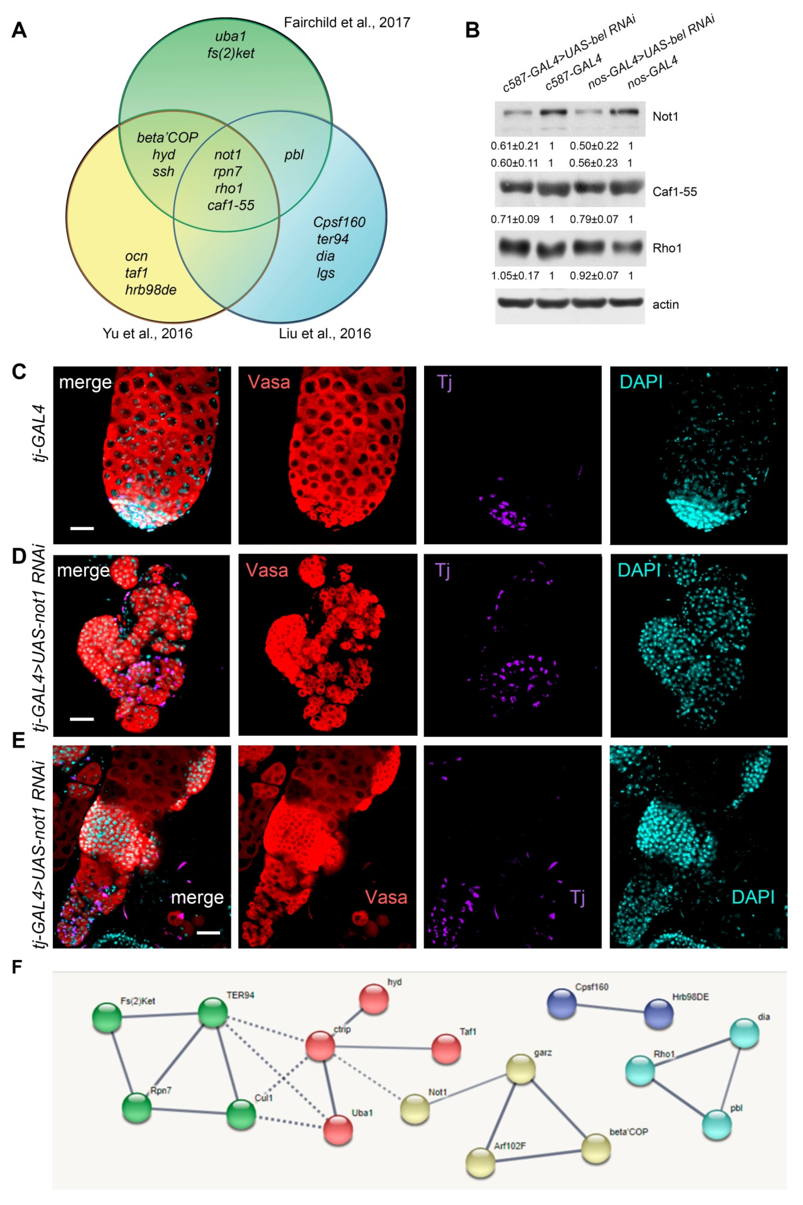 Cells 09 00550 g005