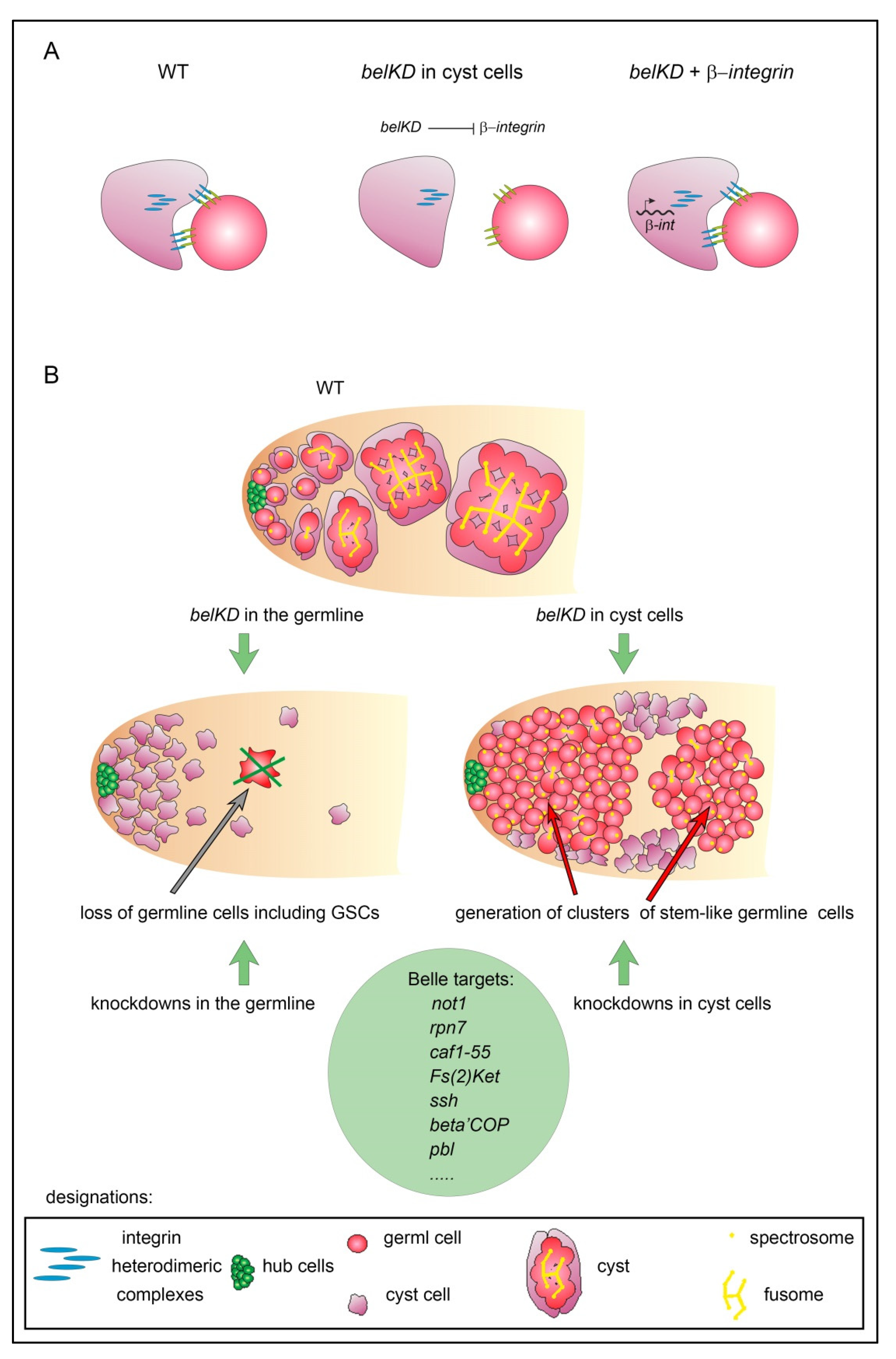Cells 09 00550 g006